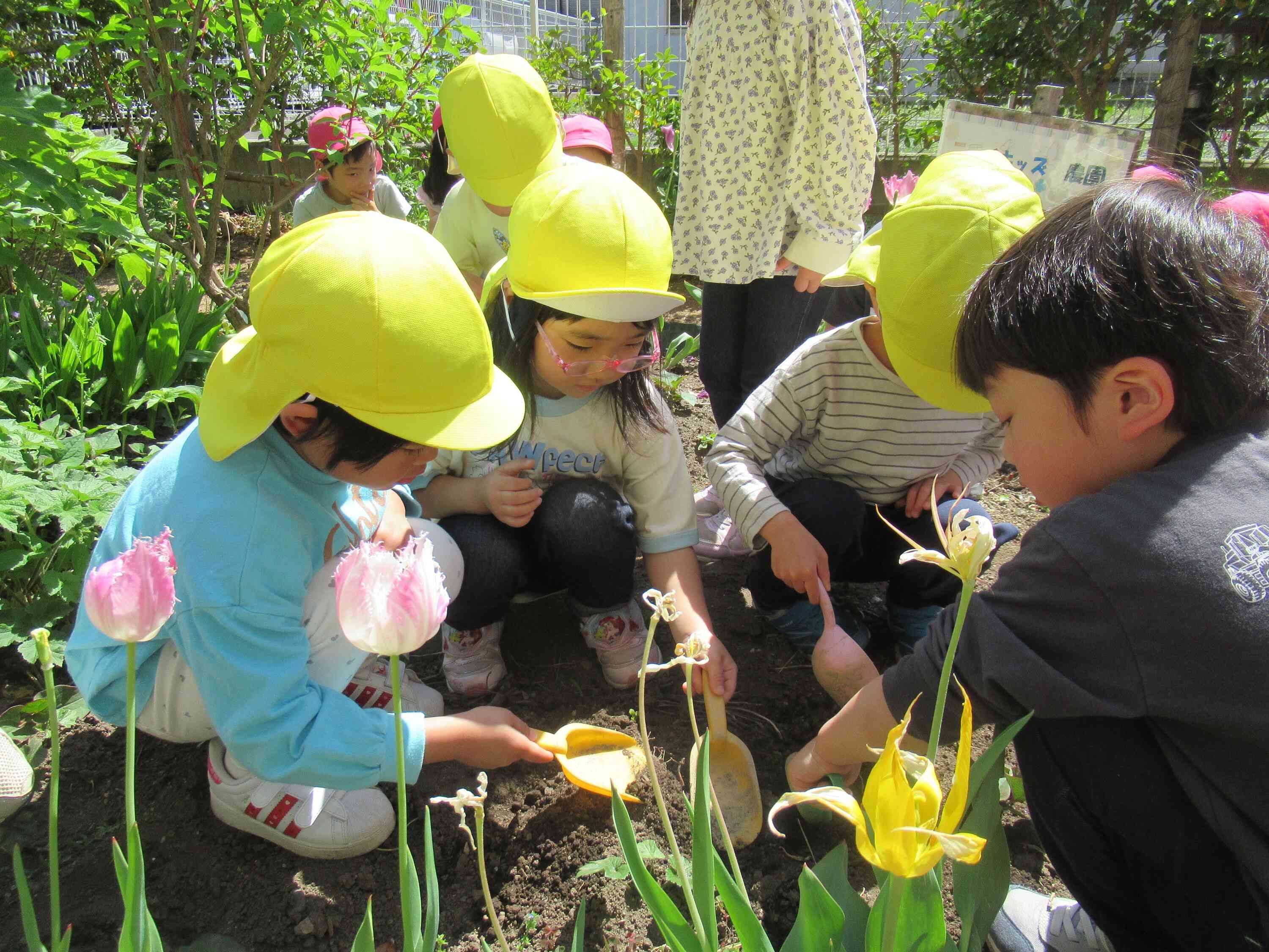 野菜を育てよう！(ぱんだ組　４歳児)
