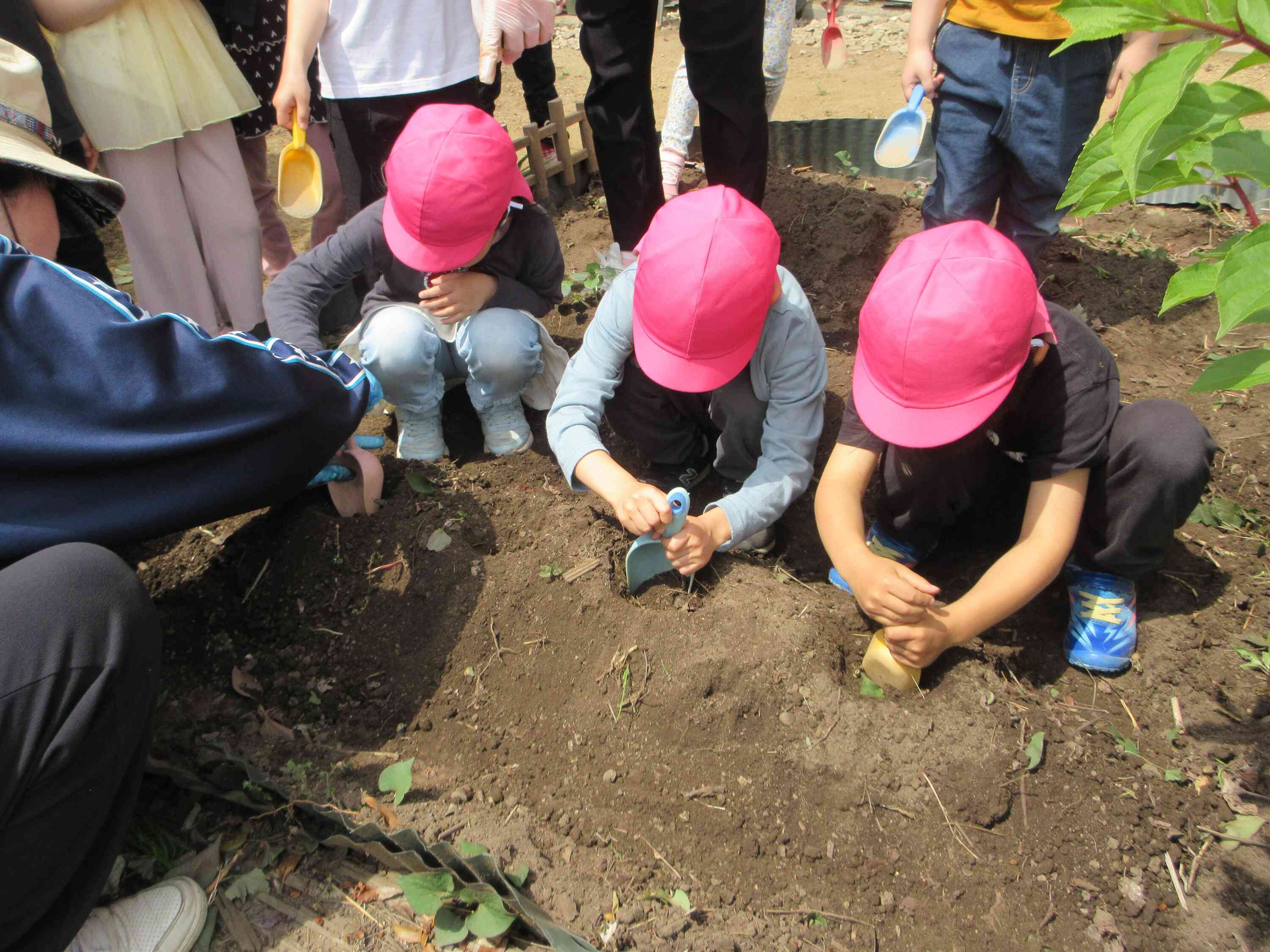 きゅうりの苗を植えたよ！5歳児・きりん組