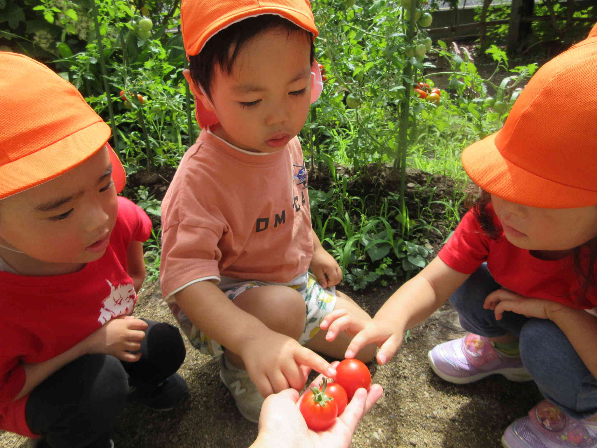 トマトを収穫したよ（りす組・3歳児）