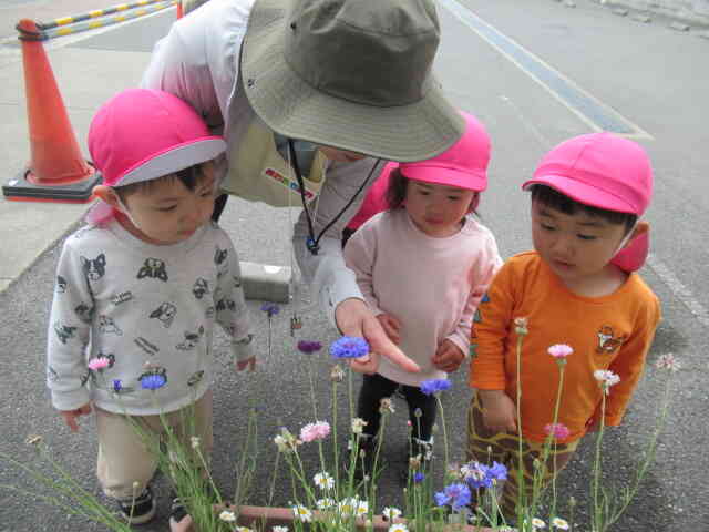 どのお花が好きー？