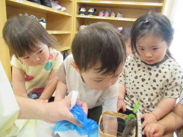 「あおむし　み～つけた！」