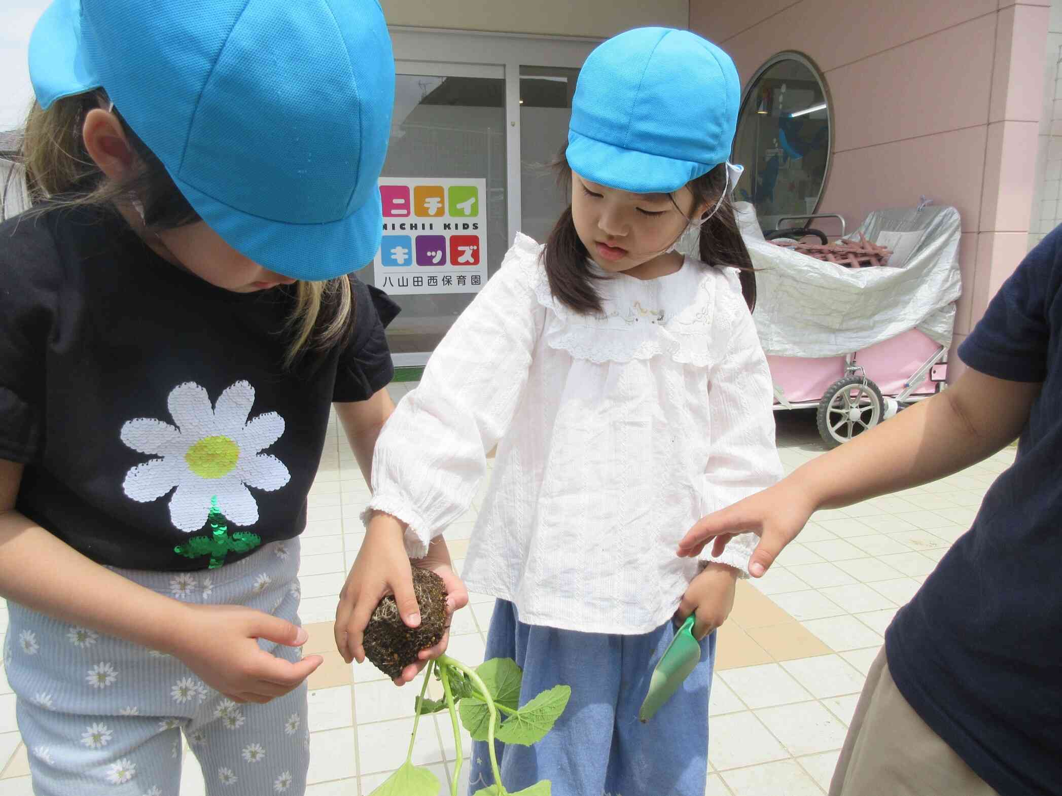 各クラスで苗を植えてから。