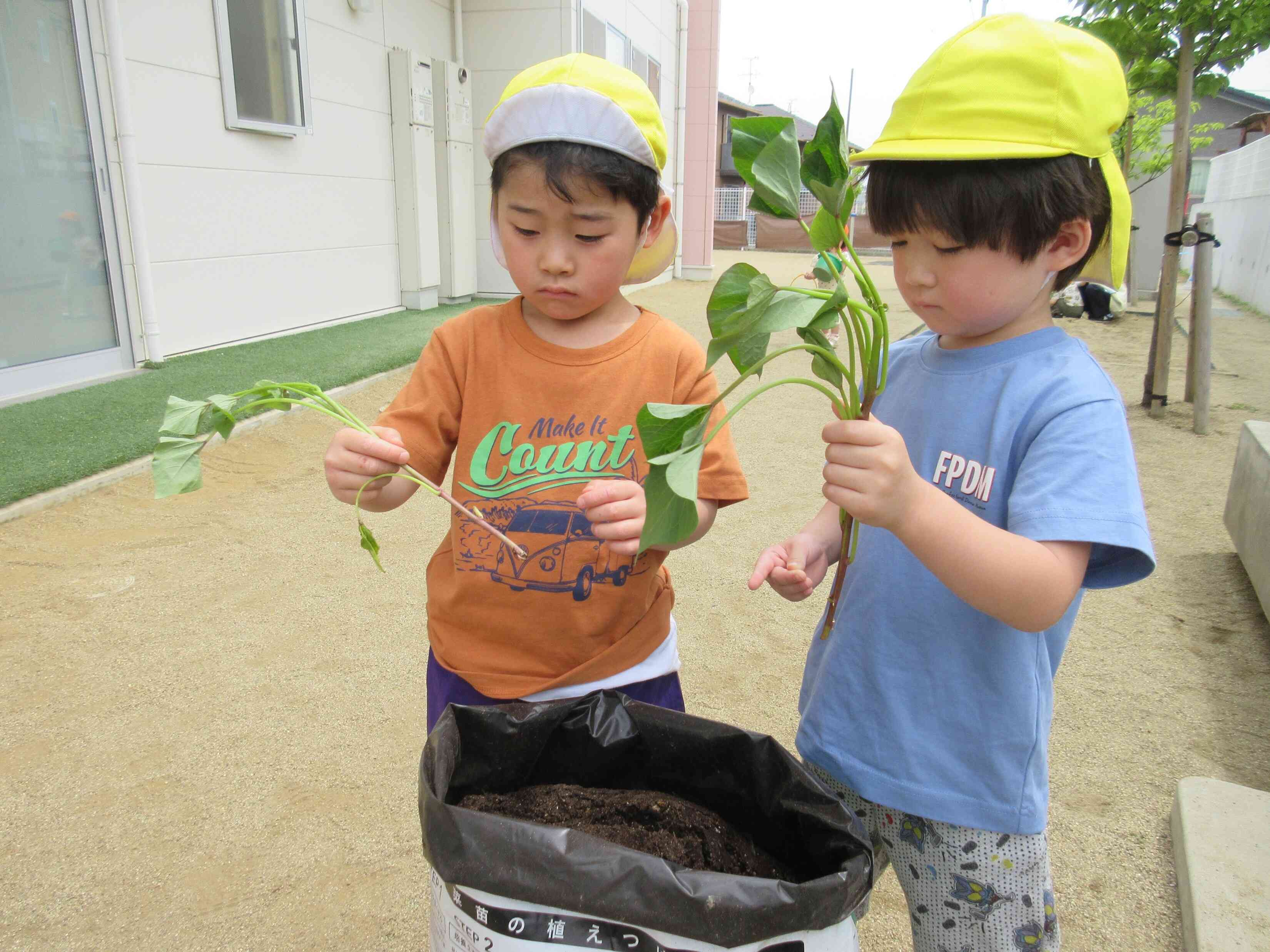 誰から植える？