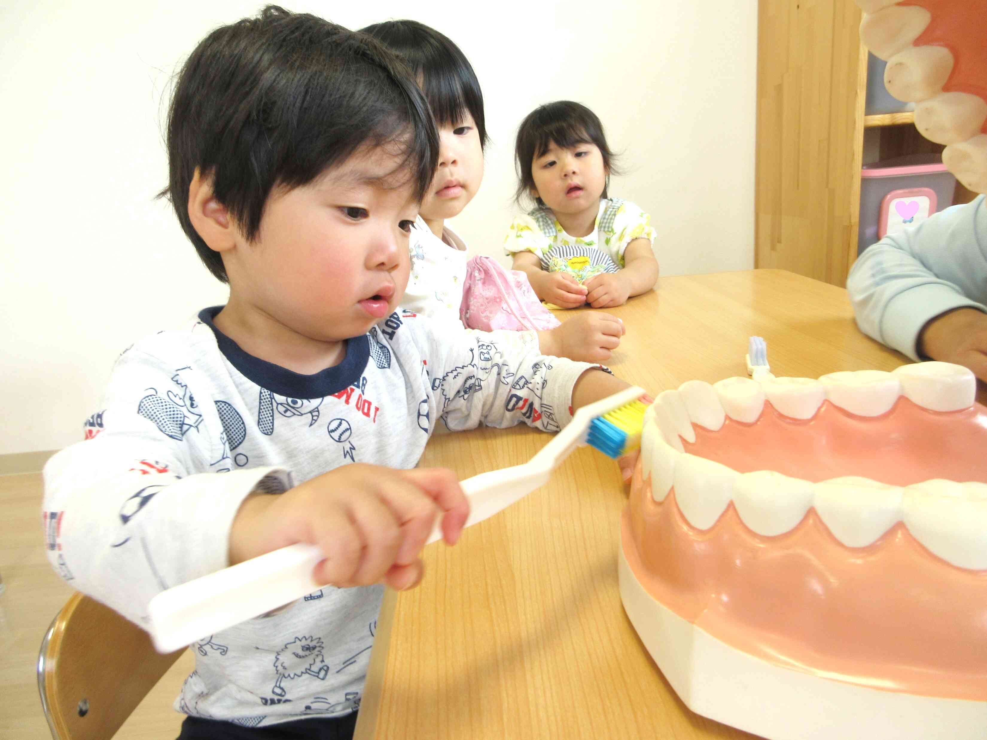 歯の模型で磨き方をおさらい♪