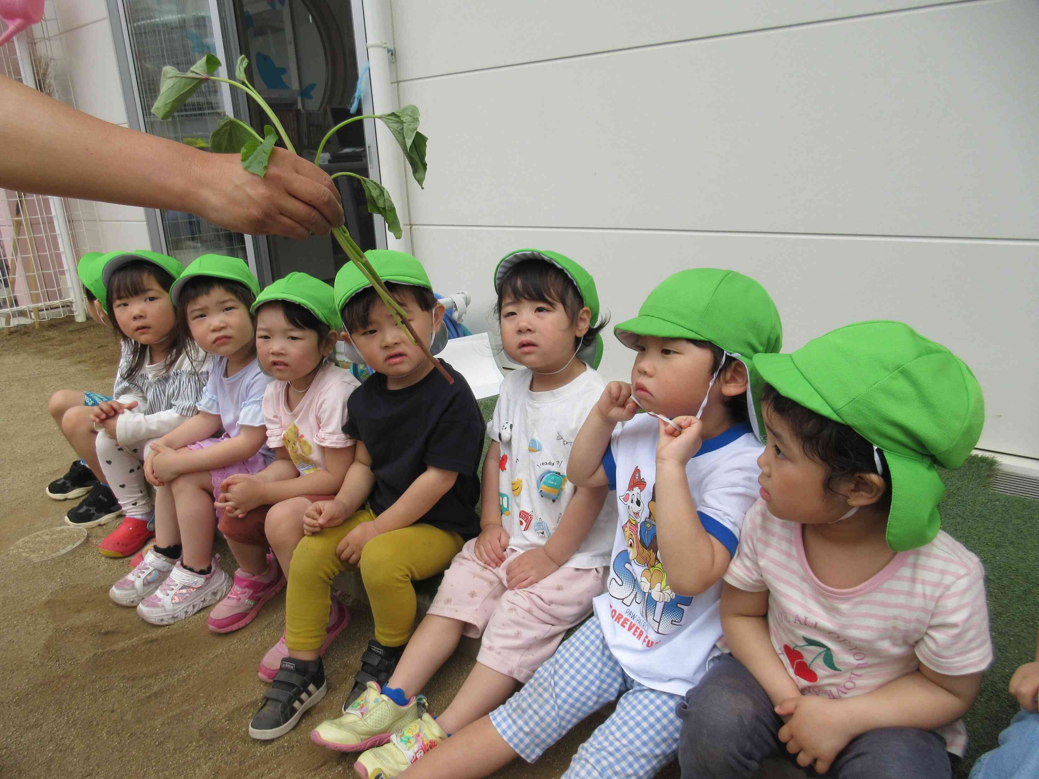 さつまいもの苗植え～３・４・５歳児～