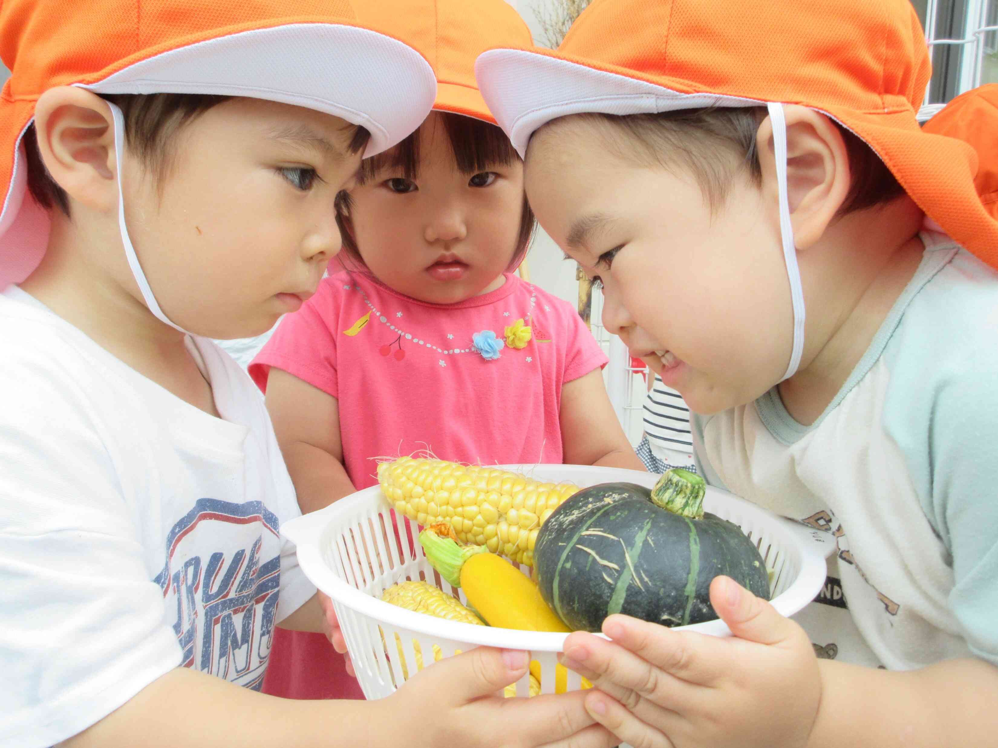 キッズガーデンの野菜を収穫したよ♪