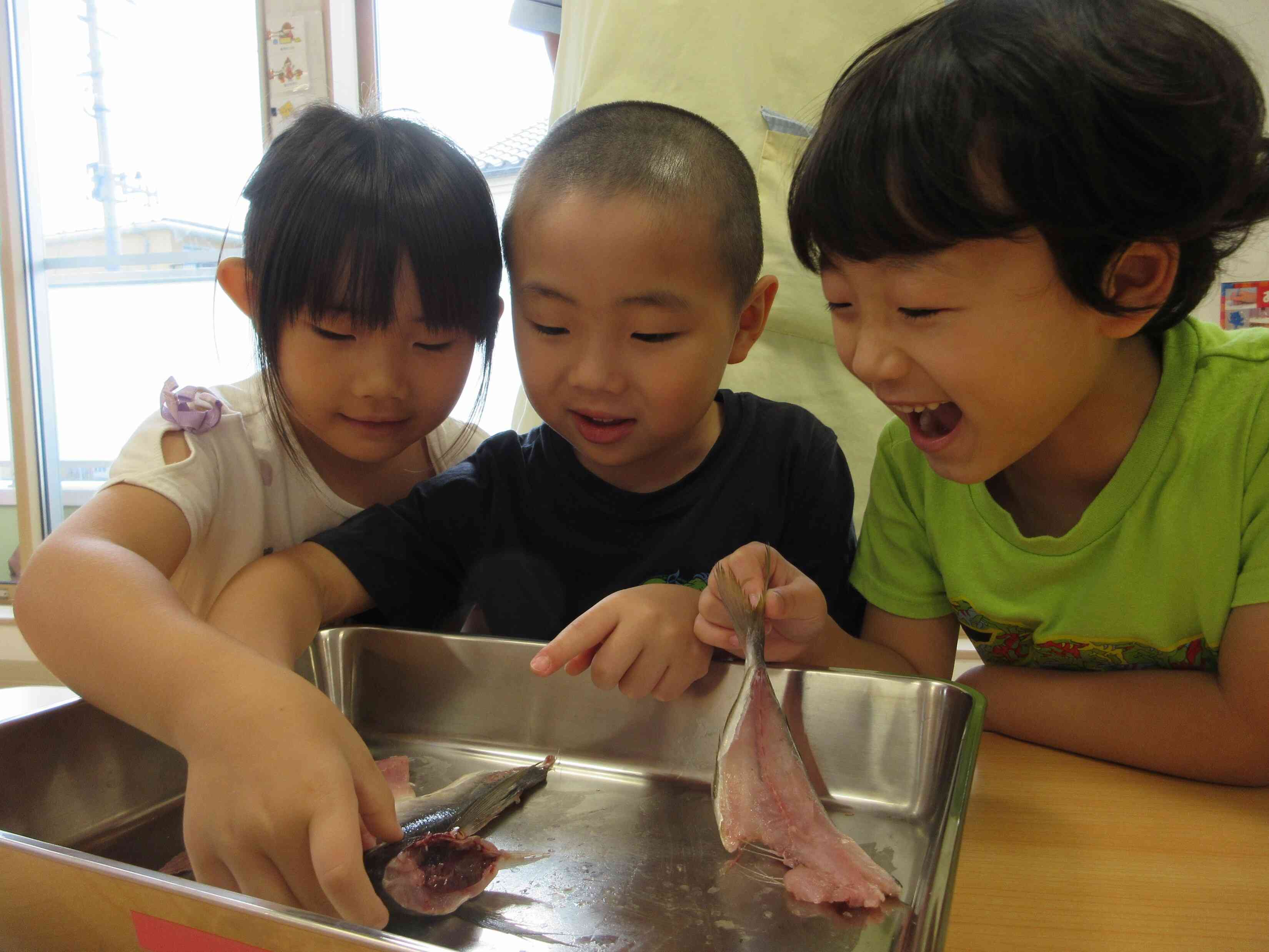 ３・４・５歳児の前で魚を解体します！