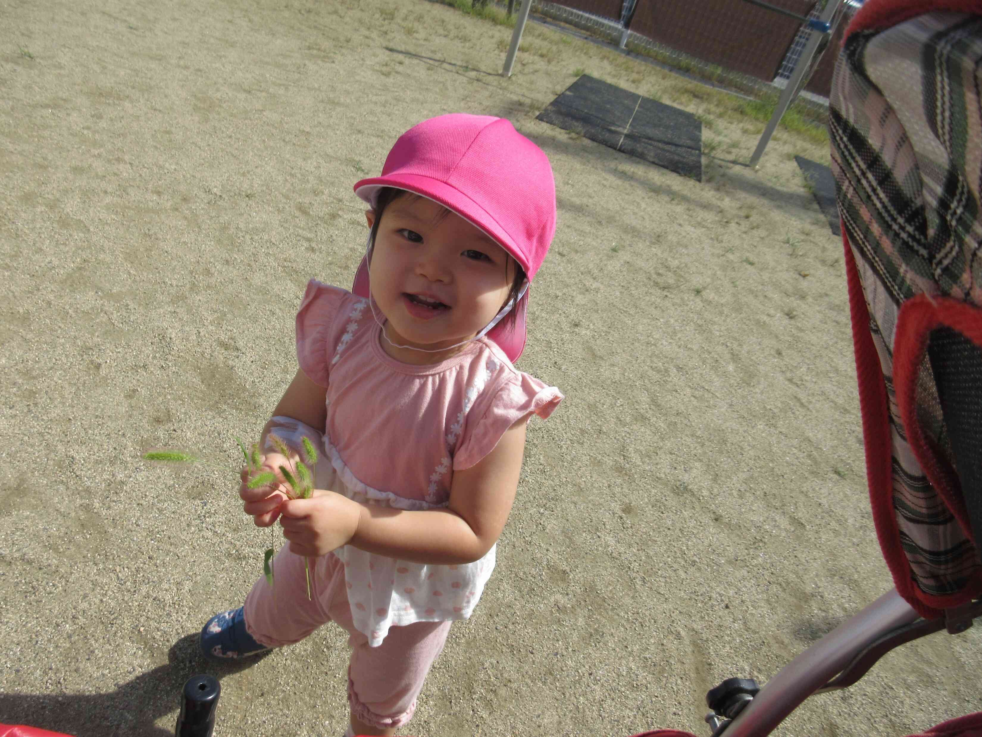 ねこじゃらしを発見したよ~!