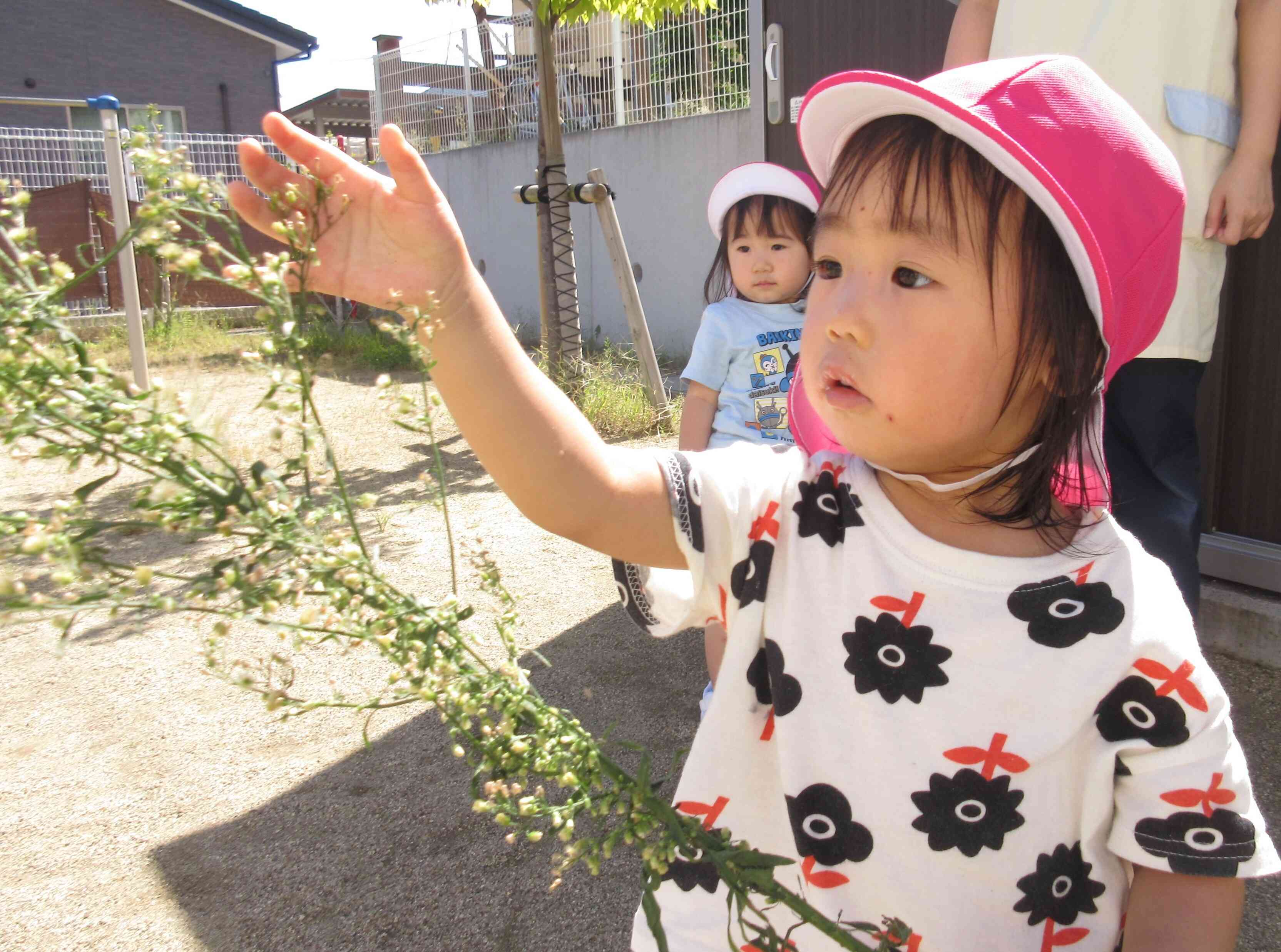大きい草み~つけた☆