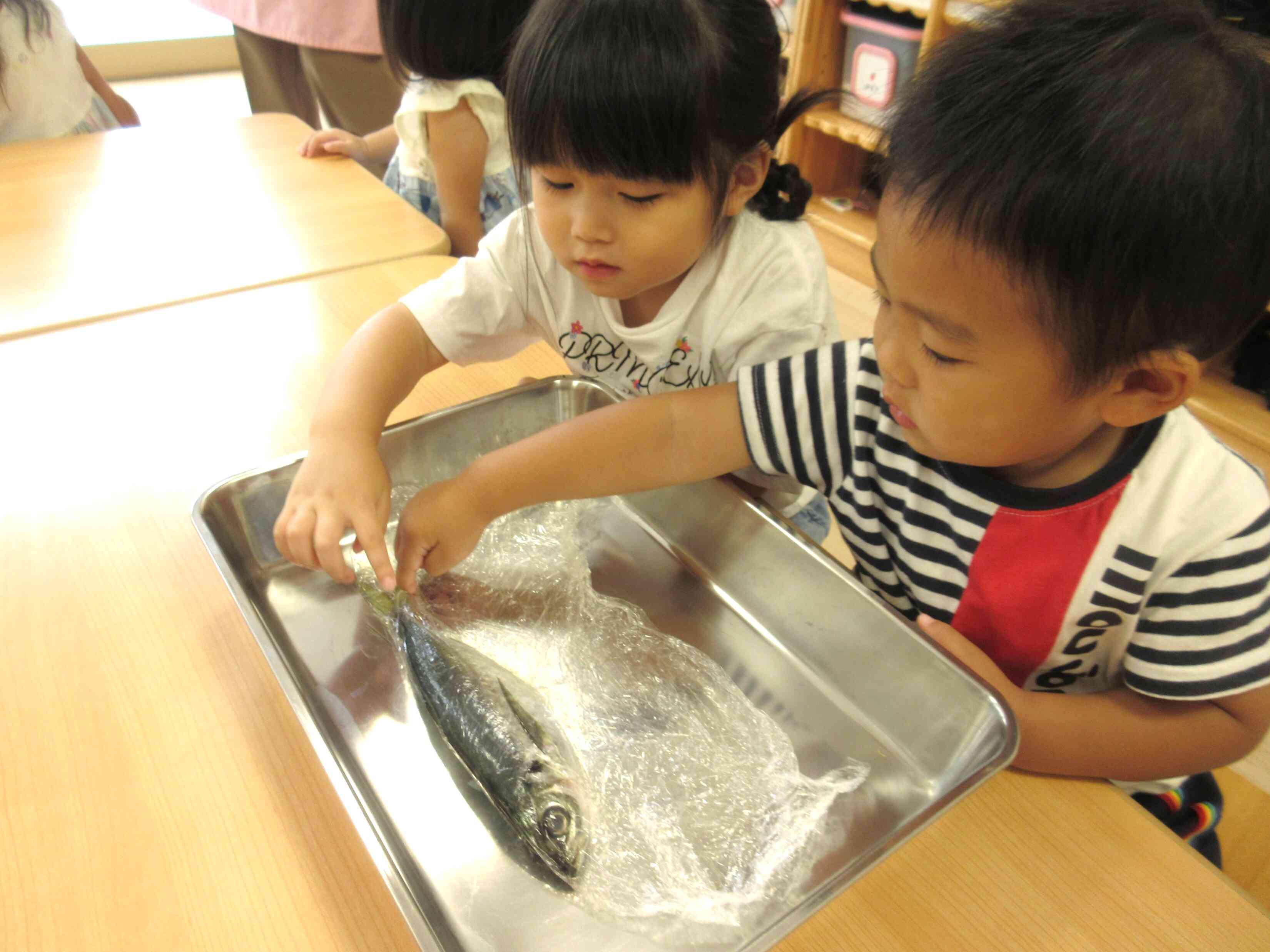 お魚さんを触ってみたよ☆
