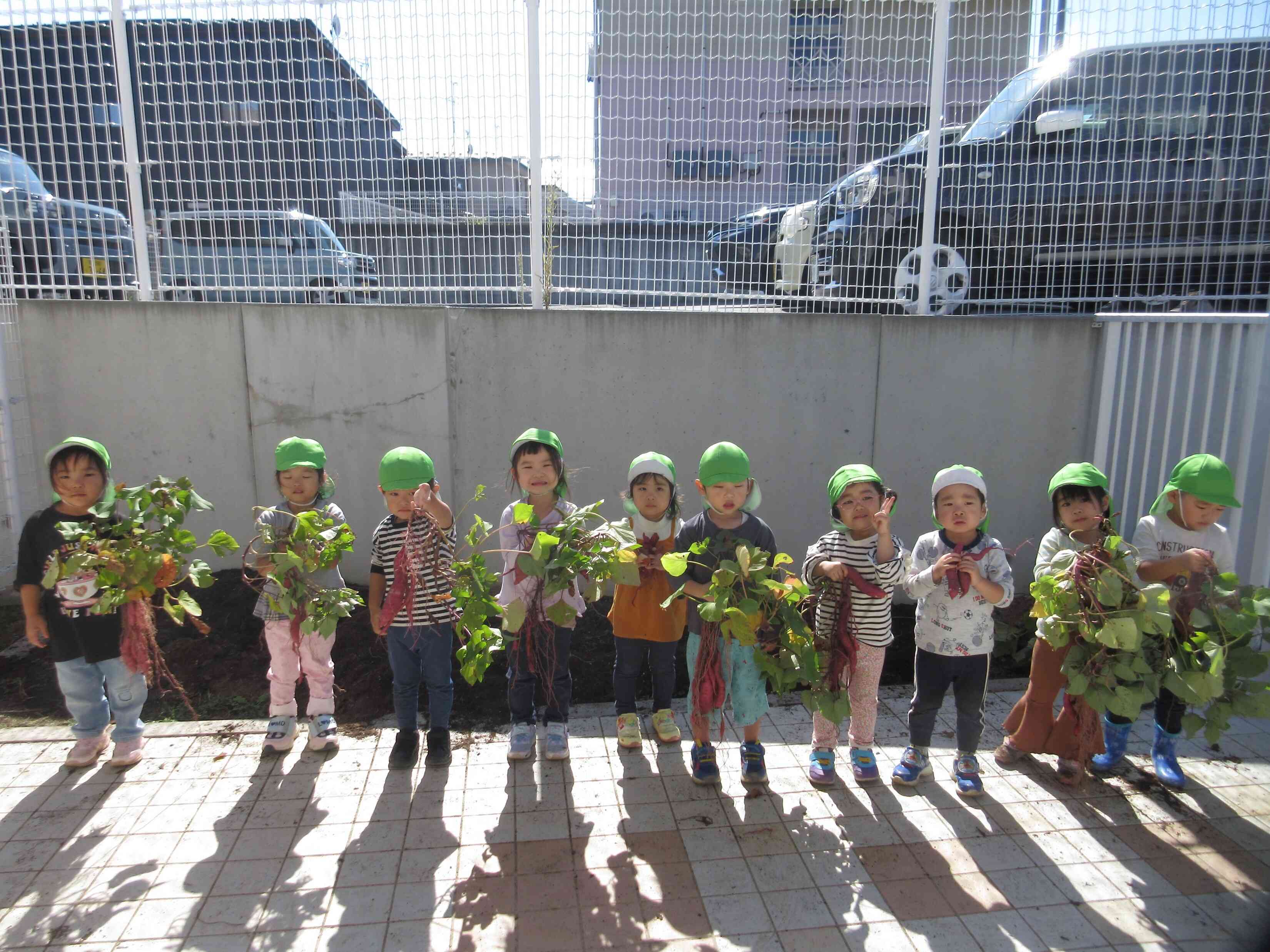 ３歳児～さつまいもほり（STEAM教育）～