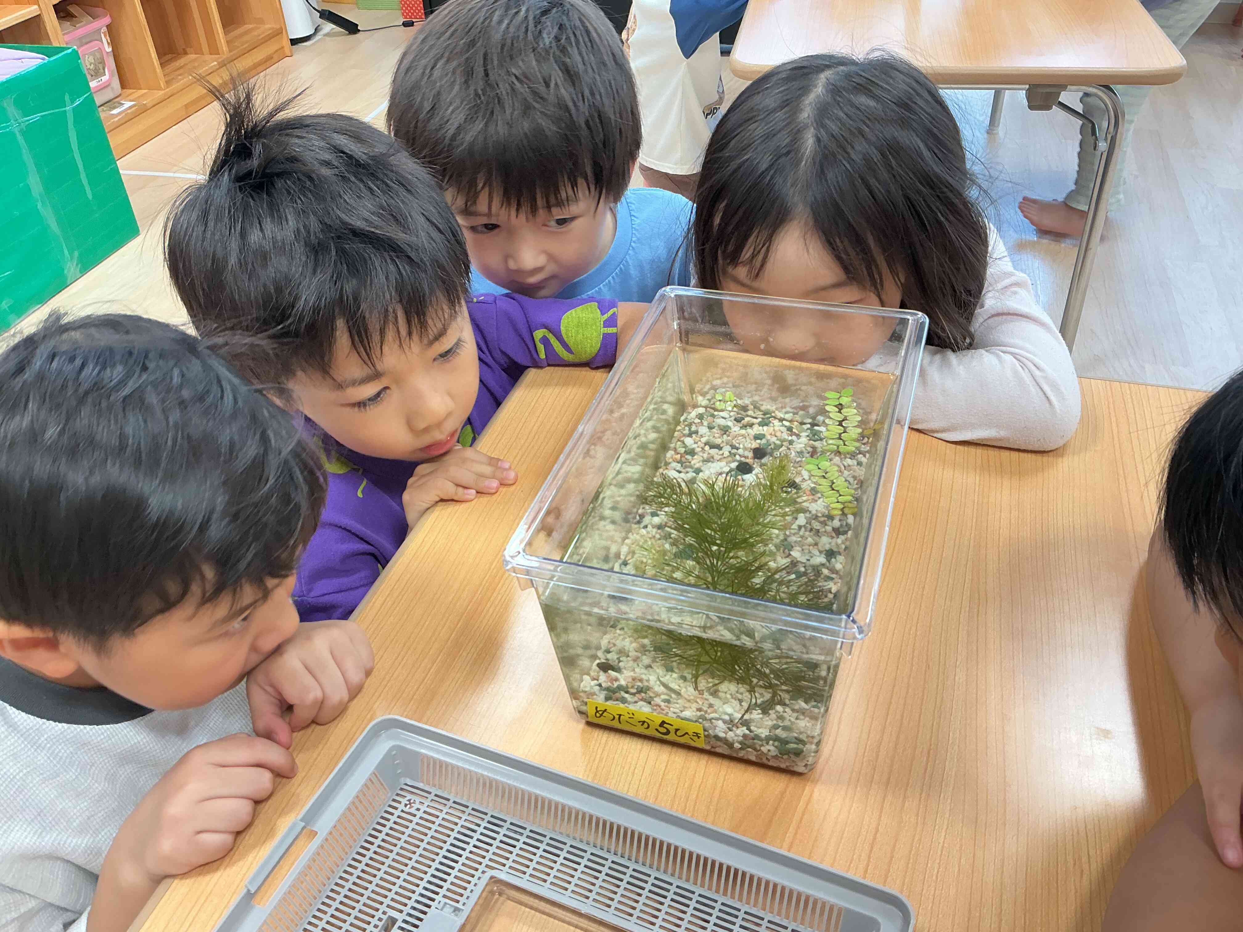 メダカのあかちゃんうまれたよ！(5歳児)