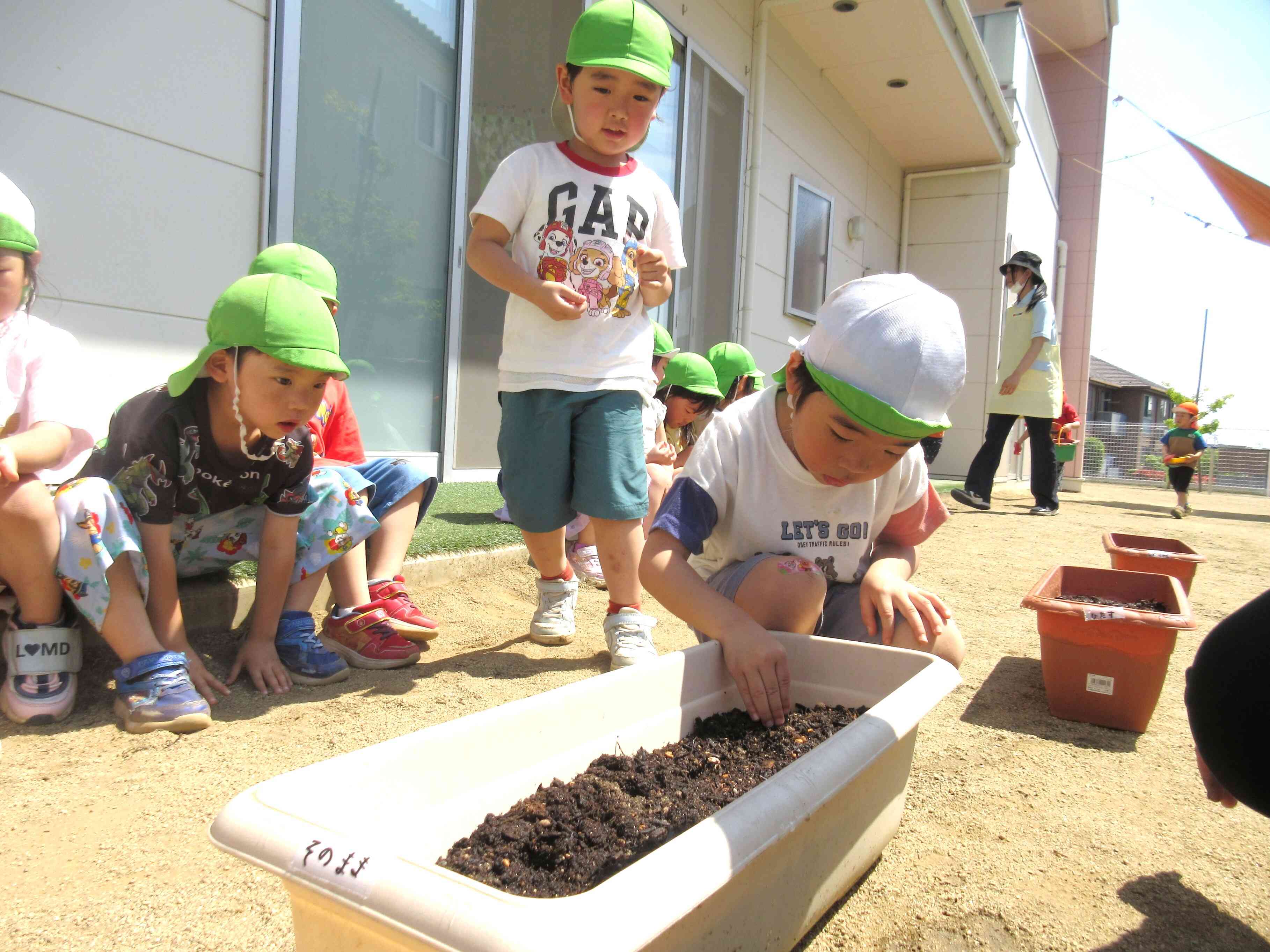 みんなであさがおの種を植えたよ。おおきく育ってね！