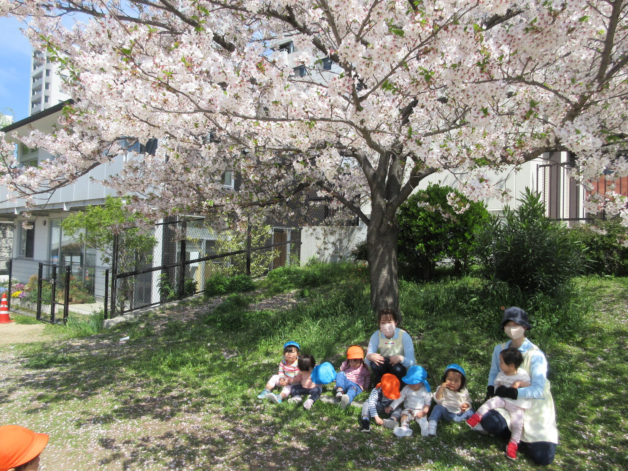 南天満公園の桜並木