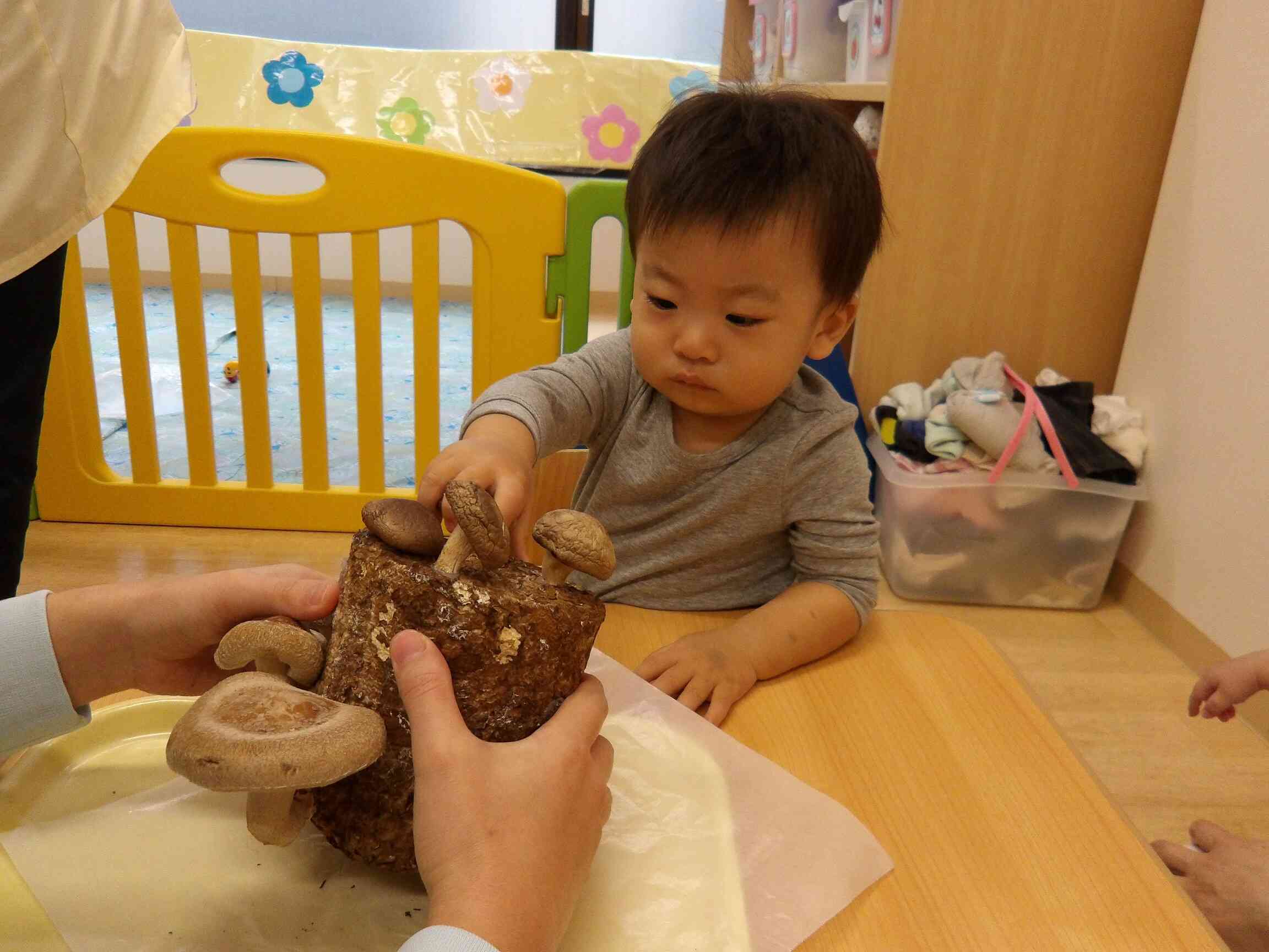 きのこ触ってみたよ