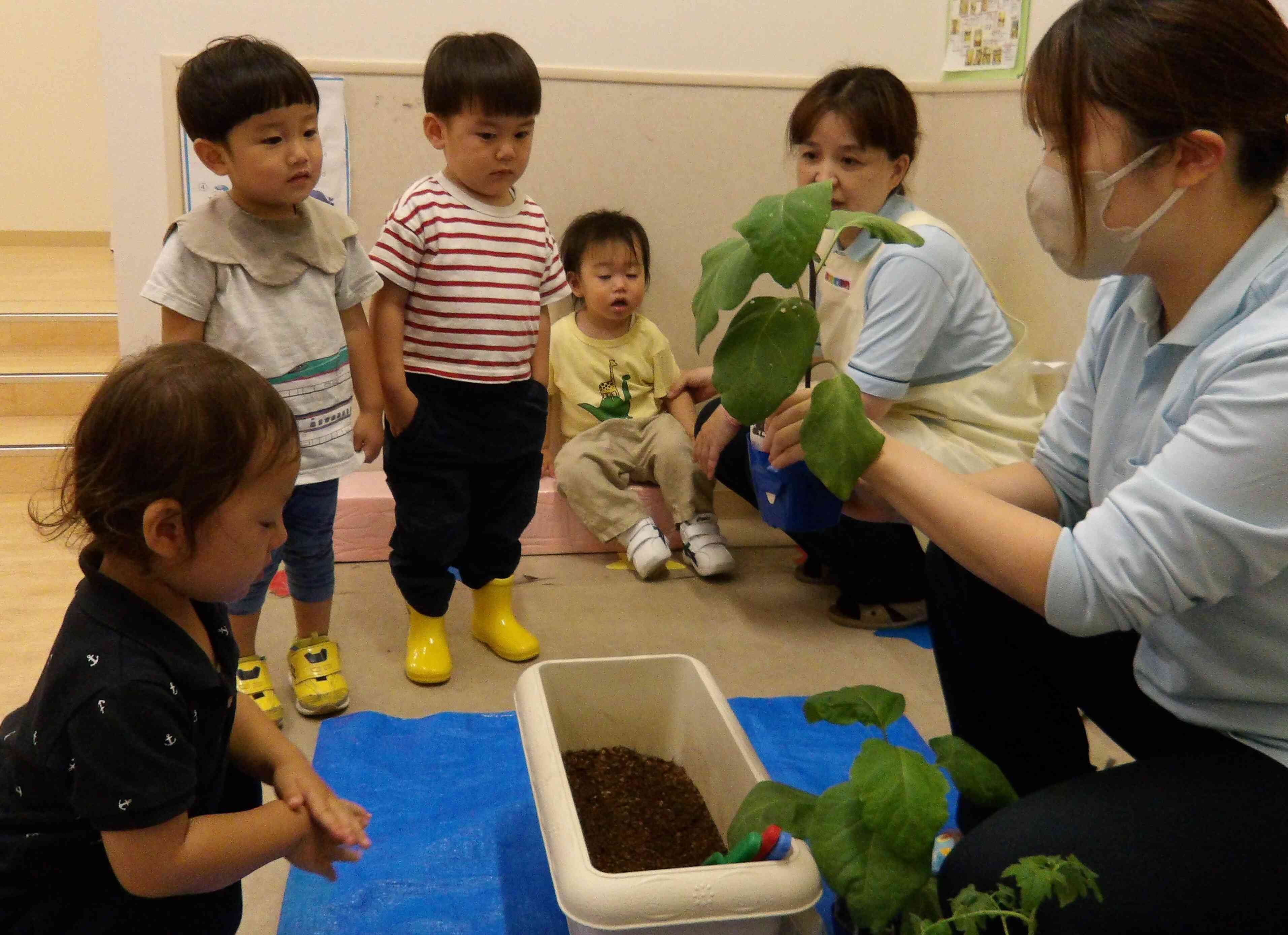 6月の食育～野菜の苗植え～
