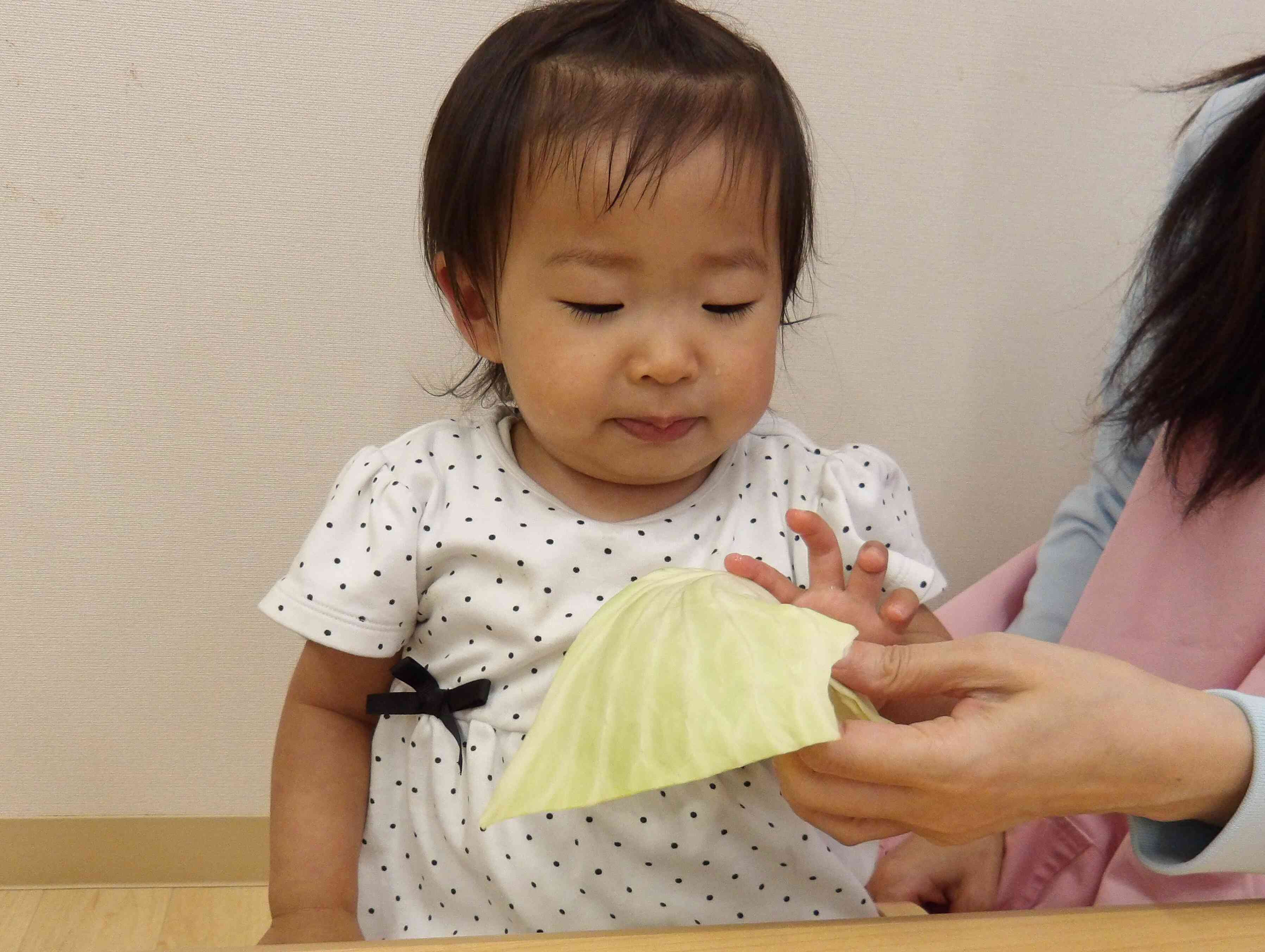 いつも食べてるキャベツより大きいね