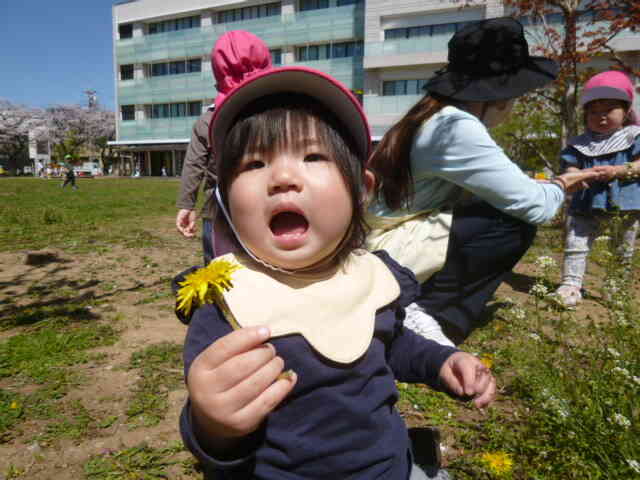 タンポポだ！