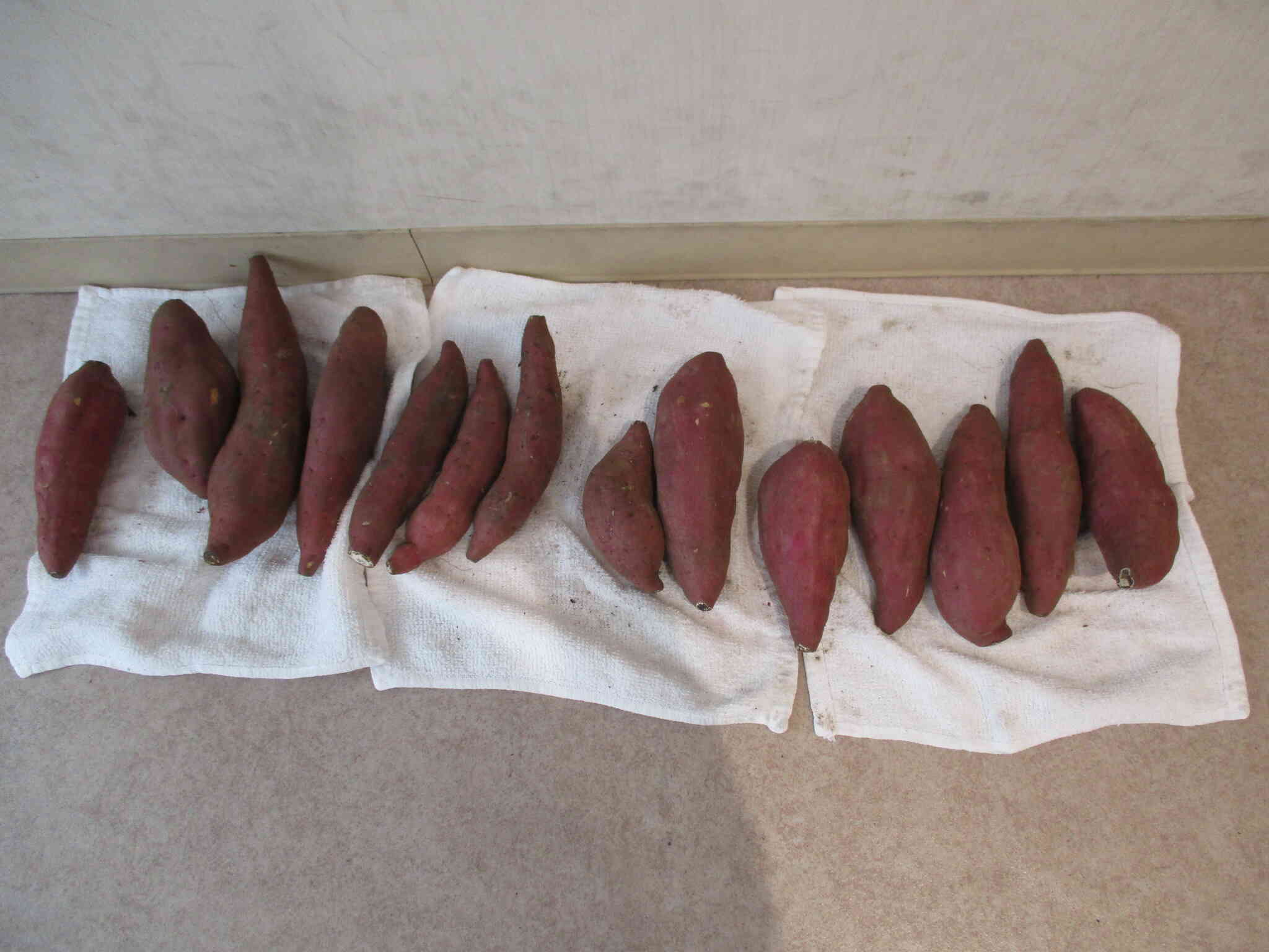 たくさん掘り出すことができました。