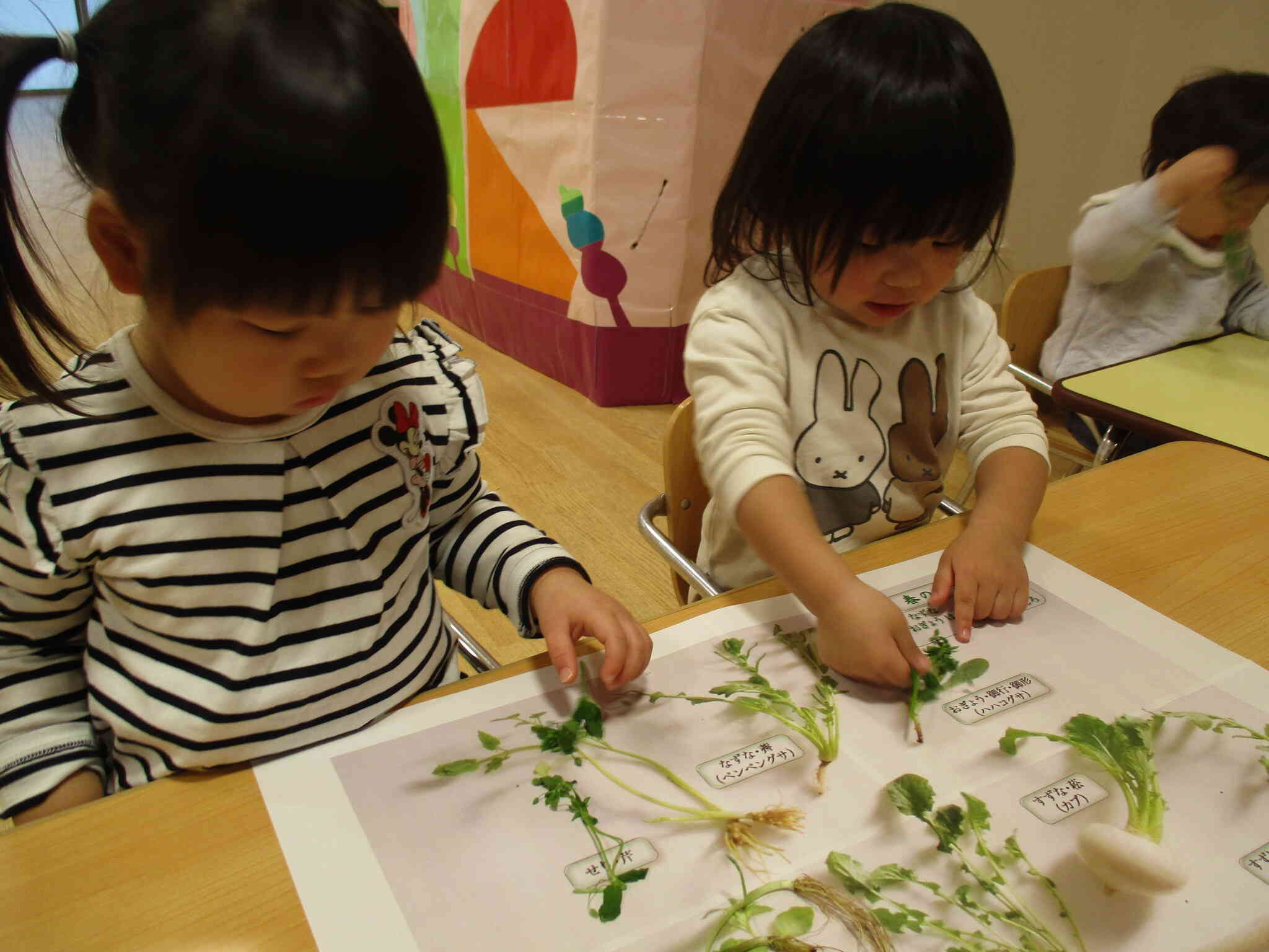 七草の観察をしました。