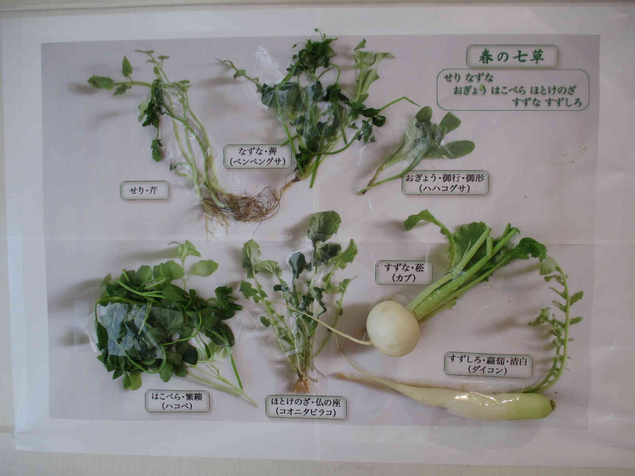 完成した標本です！