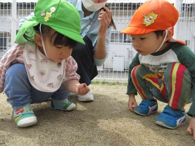 保育者やうさぎ組のお兄さんと一緒に虫探しをするＥちゃん。虫を手に取ってじっと観察していました。