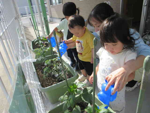 うさぎ組さんが育てている野菜の水やり、あひる組さんもしてみました。土にかかるようにそ～っと…
