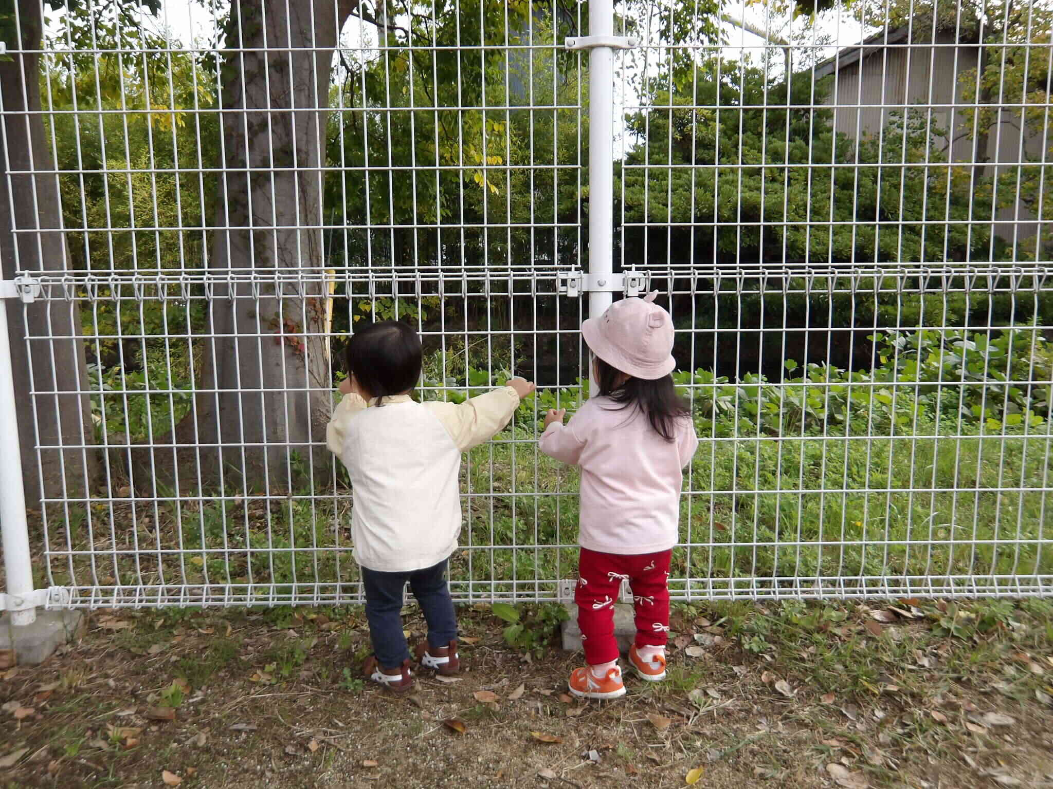 ねえ、見てちょうちょがいたよ。手招きしてIちゃんを誘ってくれたKちゃんです。仲良しがかわいいね。