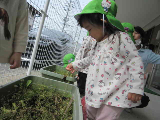 苗植えをするまでに草取りも頑張ってくれました
