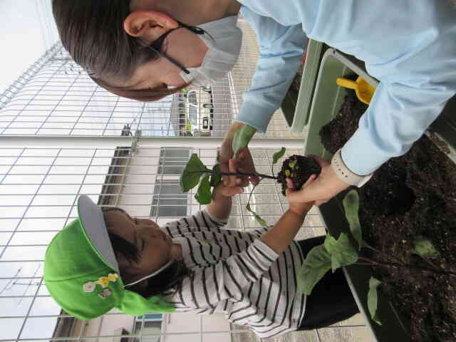 夏野菜を植えました！(うさぎ組)