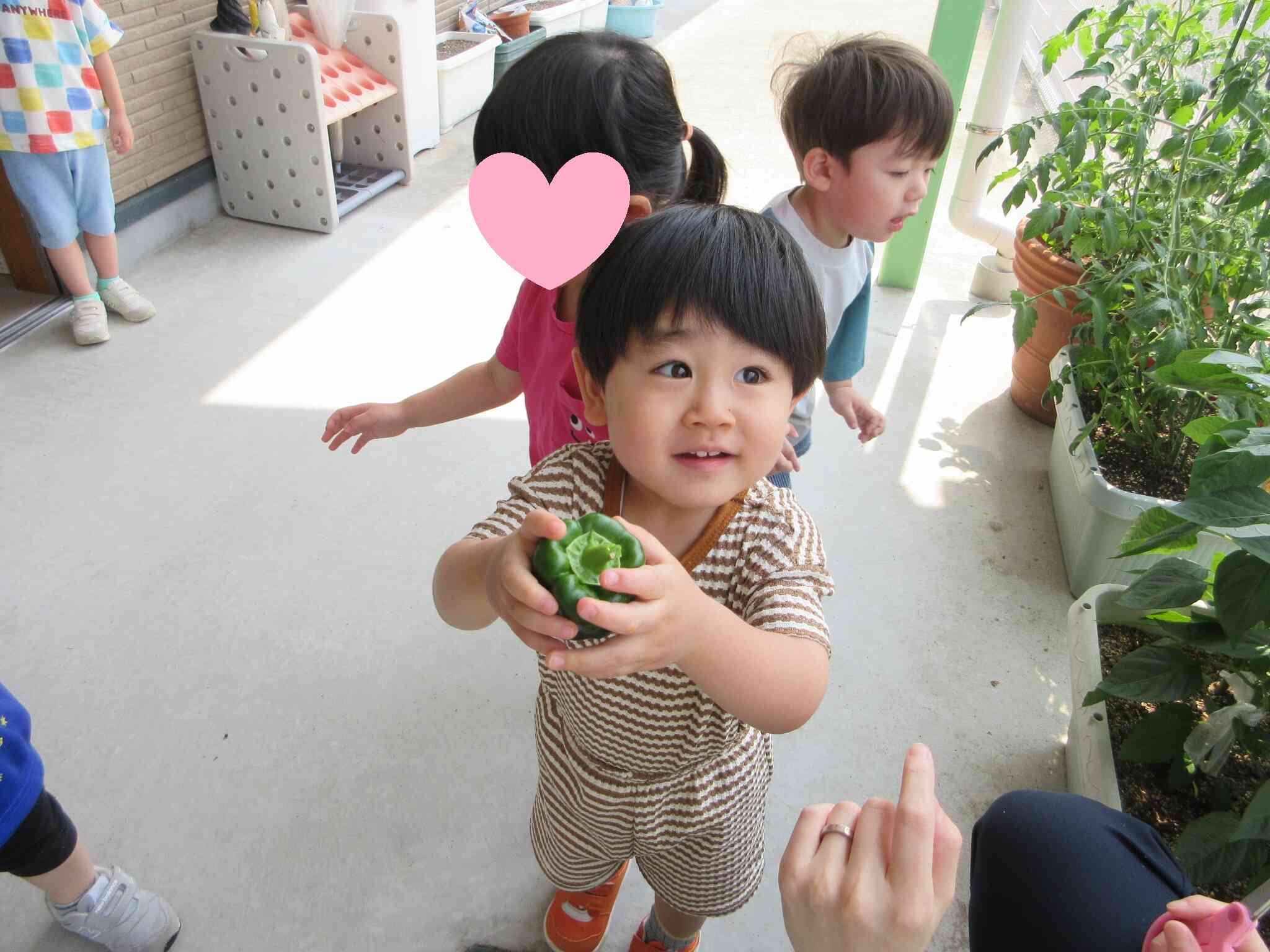 夏野菜の収穫をしました！（2歳児うさぎ組）