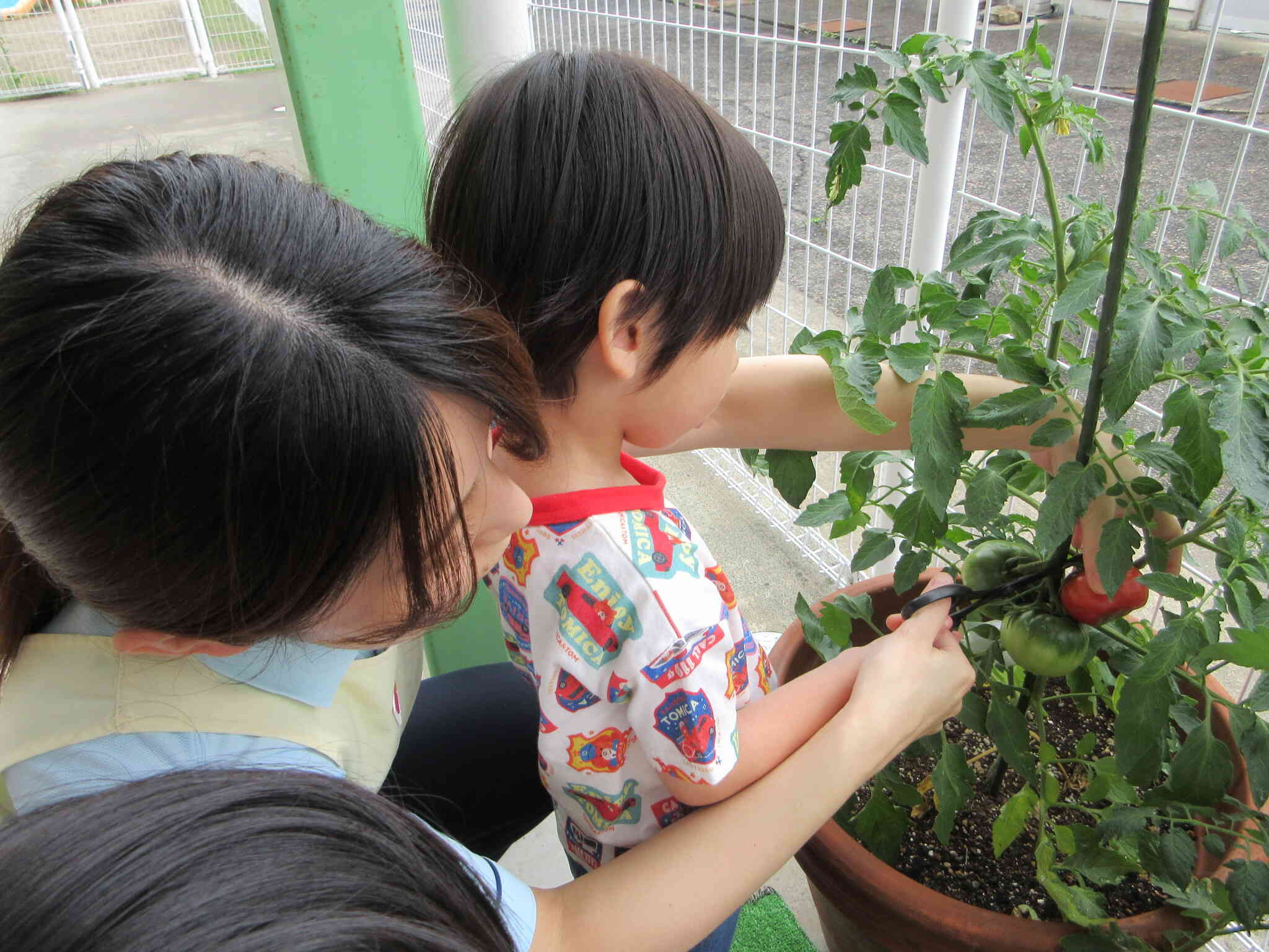 夏野菜収穫第二弾！