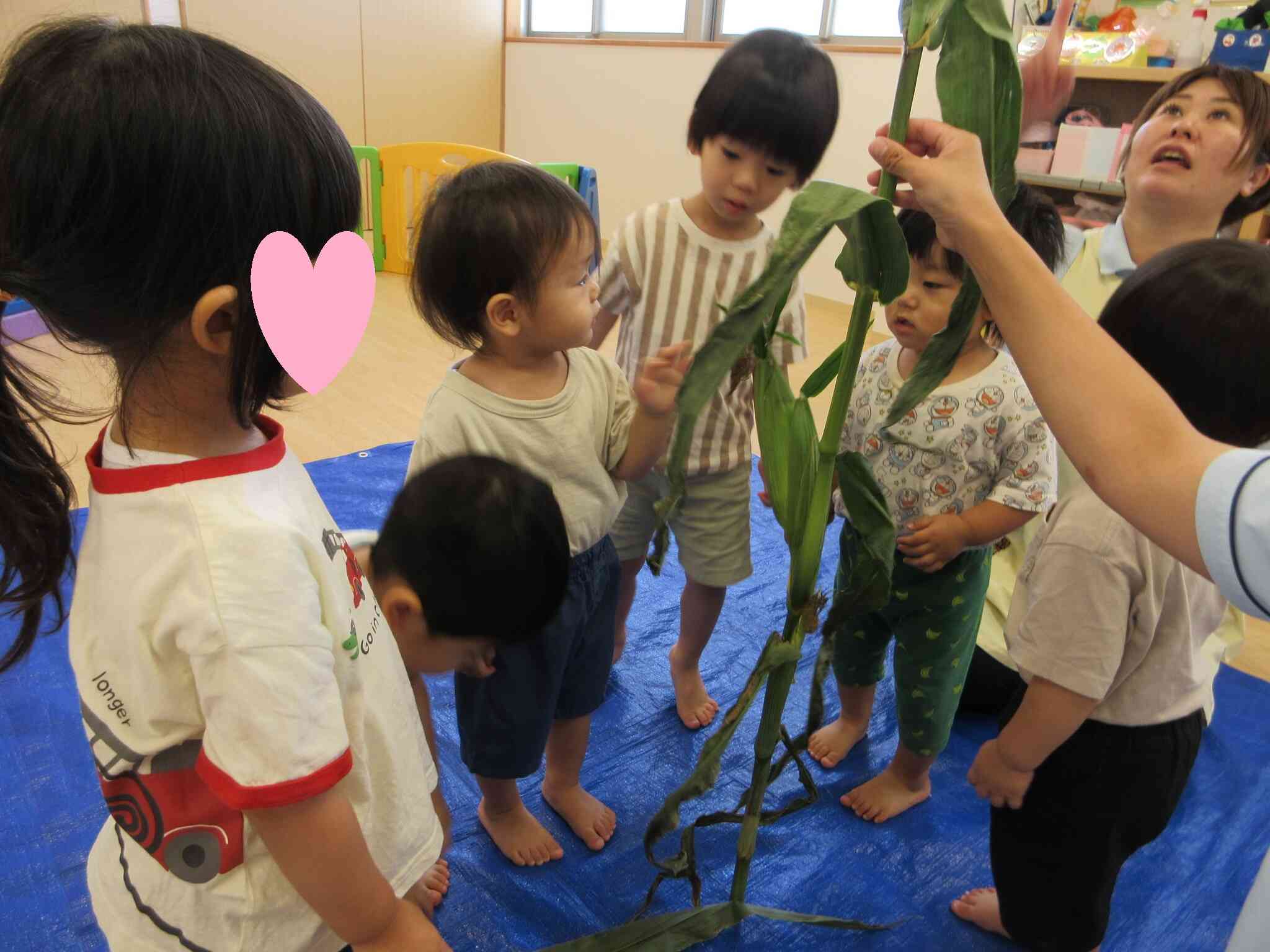 とうもろこしのかわむきにチャレンジ