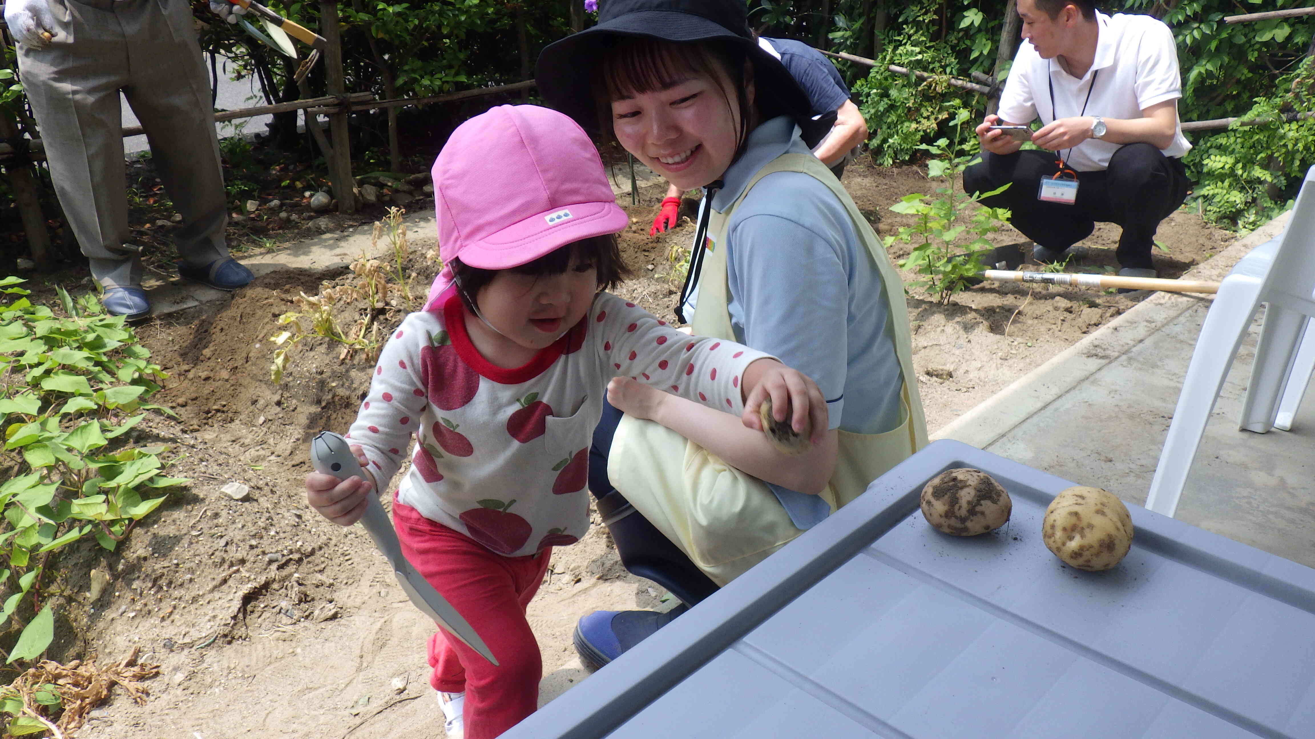 じゃがいも掘りに参加してきました！