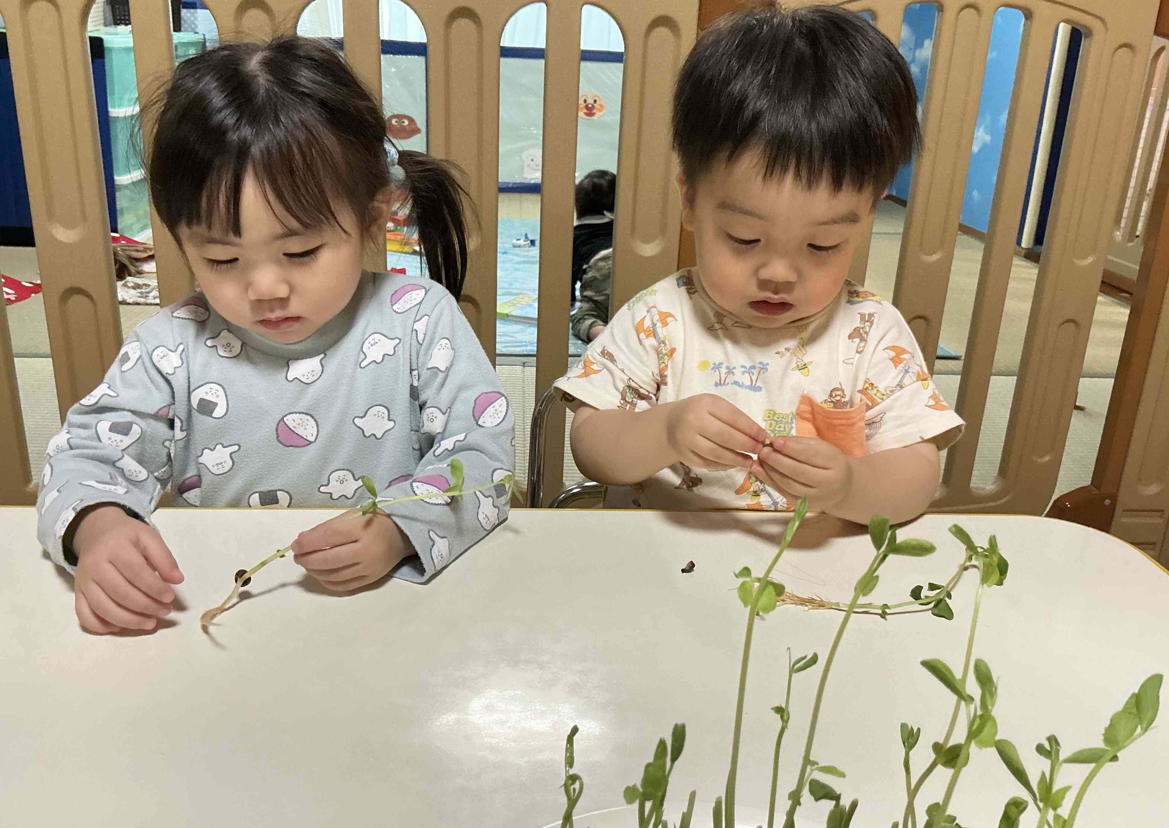 豆苗ってなあに？