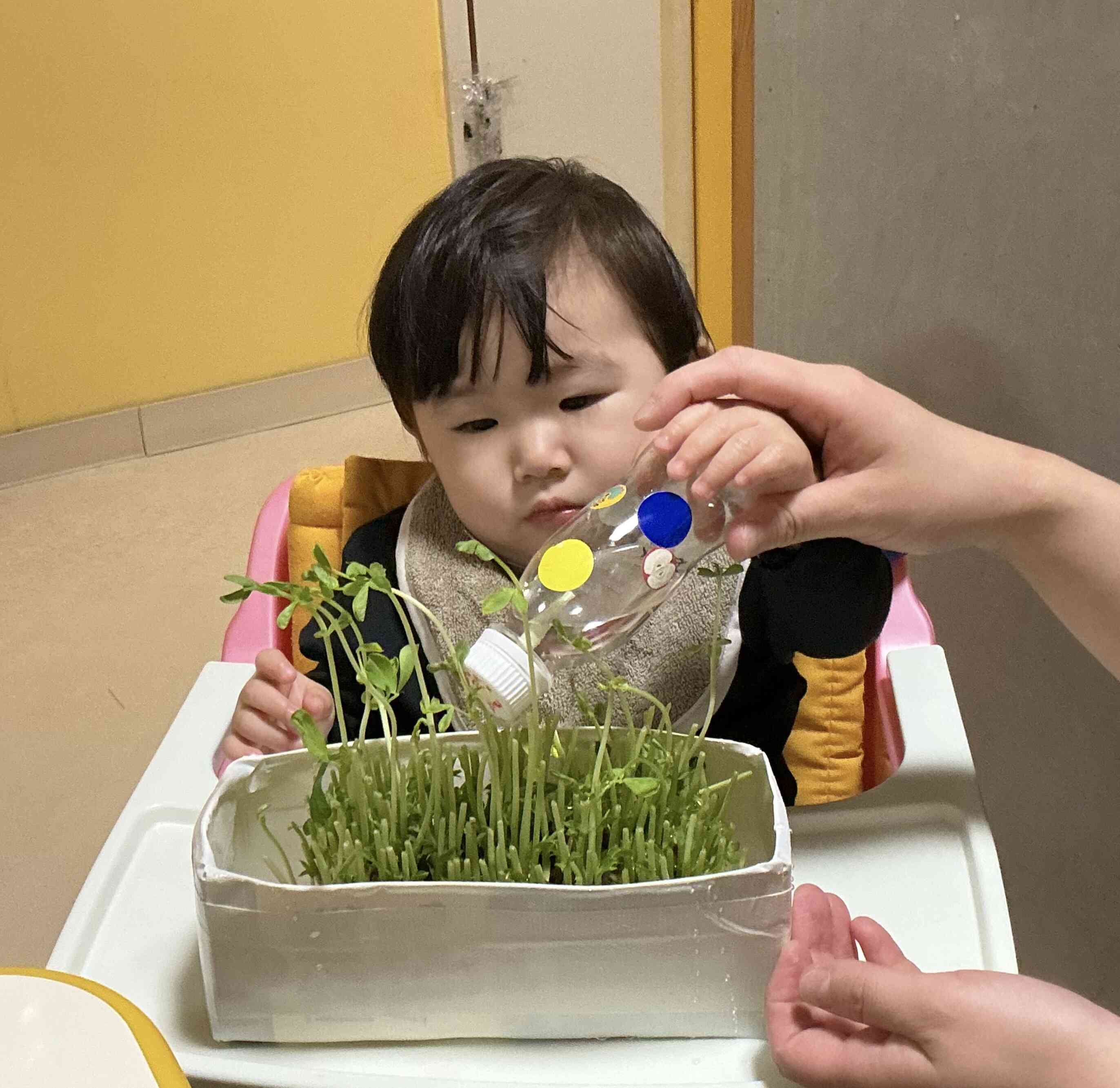 食育〜豆苗を育てよう〜