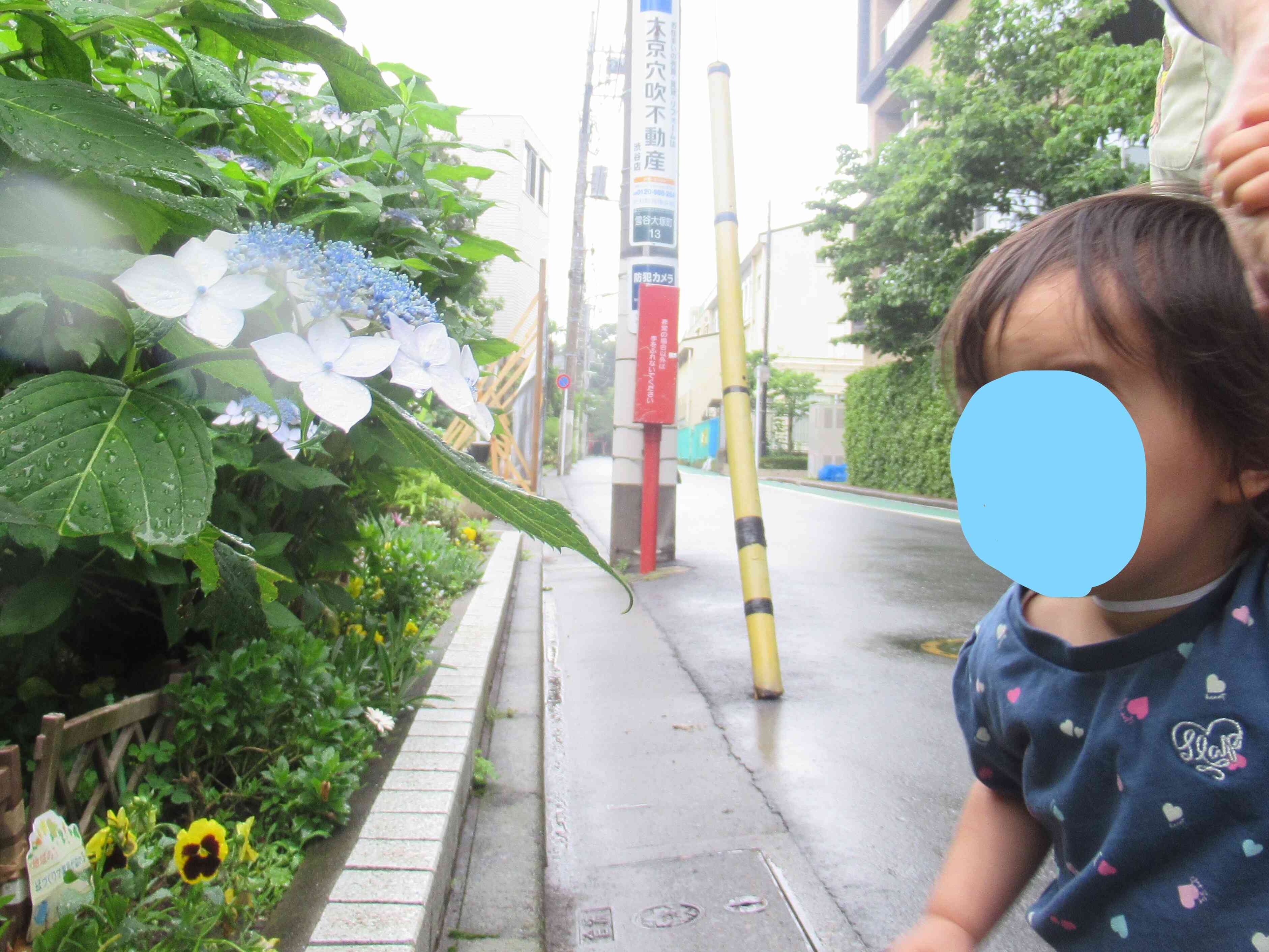 あじさい