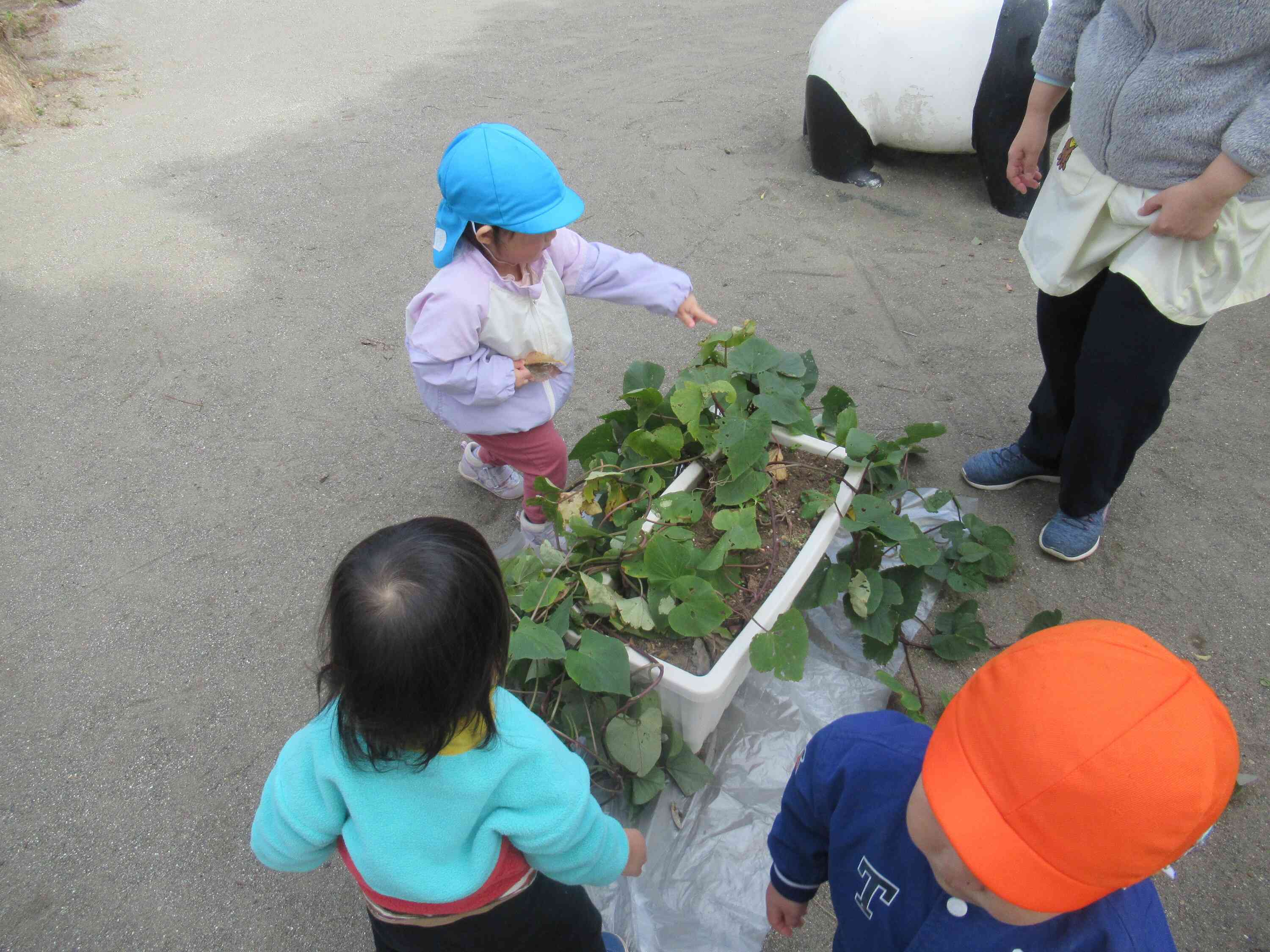 ひよこ組さんもやってみよう