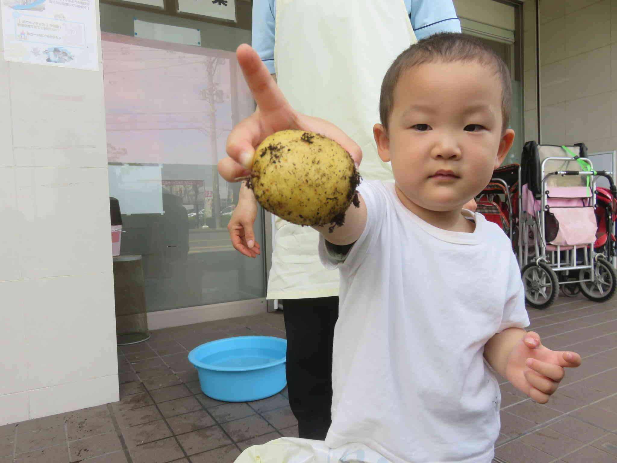 食育『じゃがいも掘り』～１・２歳児～