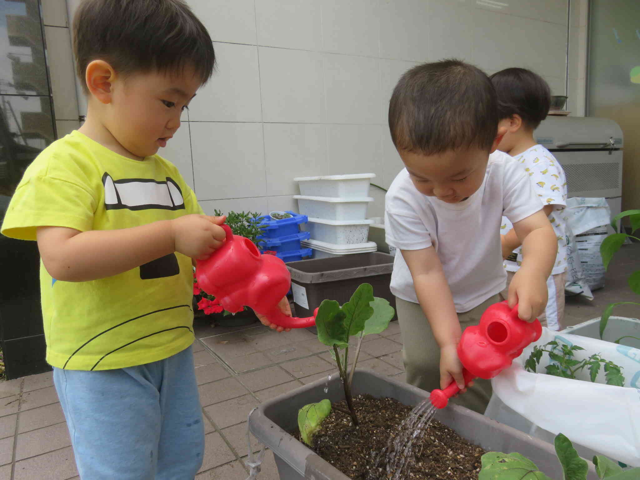 食育『夏野菜の苗植え』～全クラス～