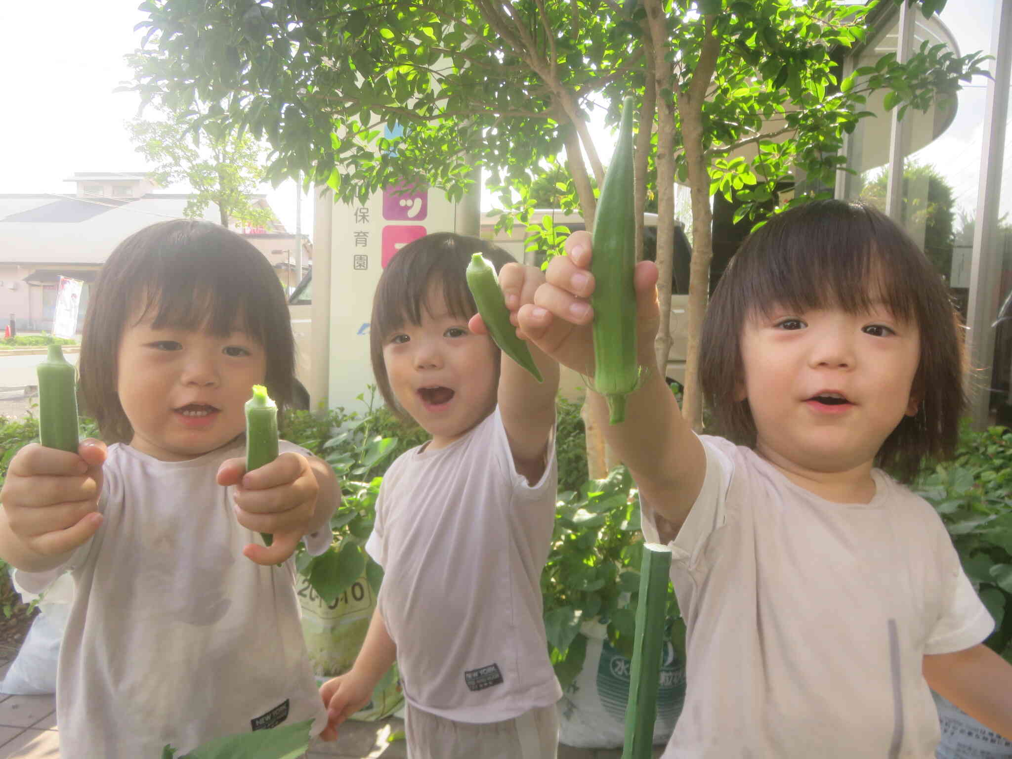 食育『オクラの収穫』～2歳児～