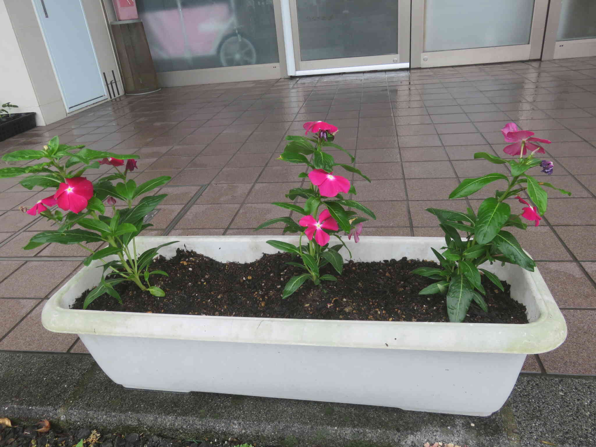 食育【花の苗・さつまいもの苗植え】