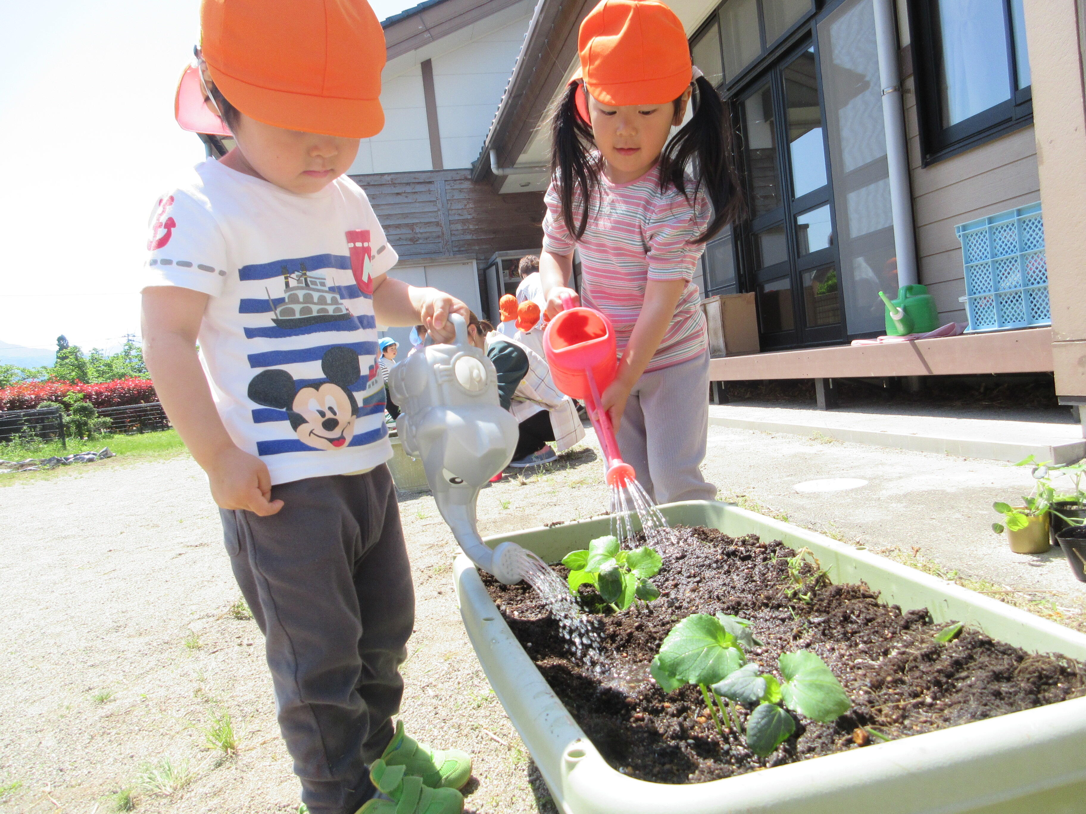 食育活動】野菜の苗植え｜ニチイ弓庄保育所｜ニチイキッズ