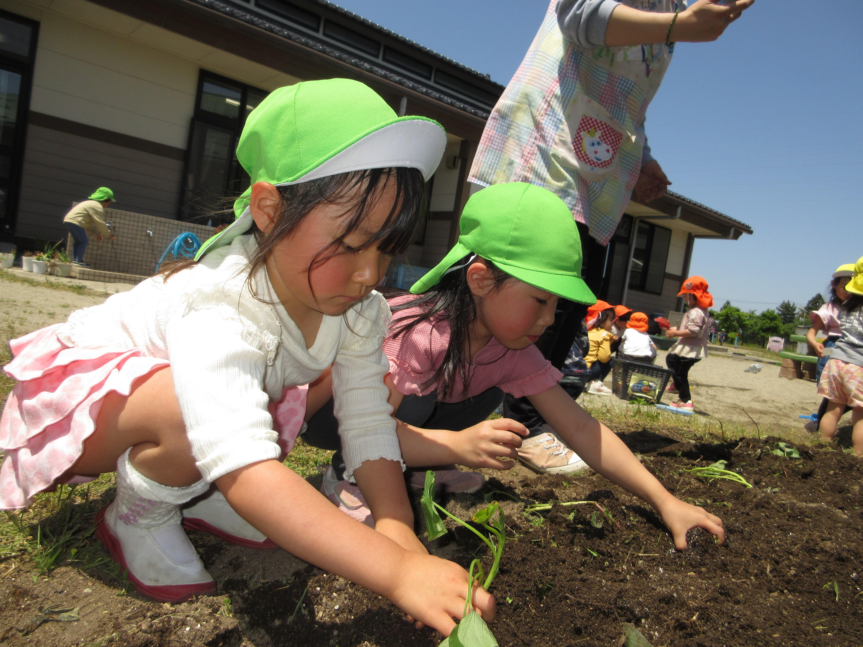 園庭の畑には4歳児さんがサツマイモを植えました