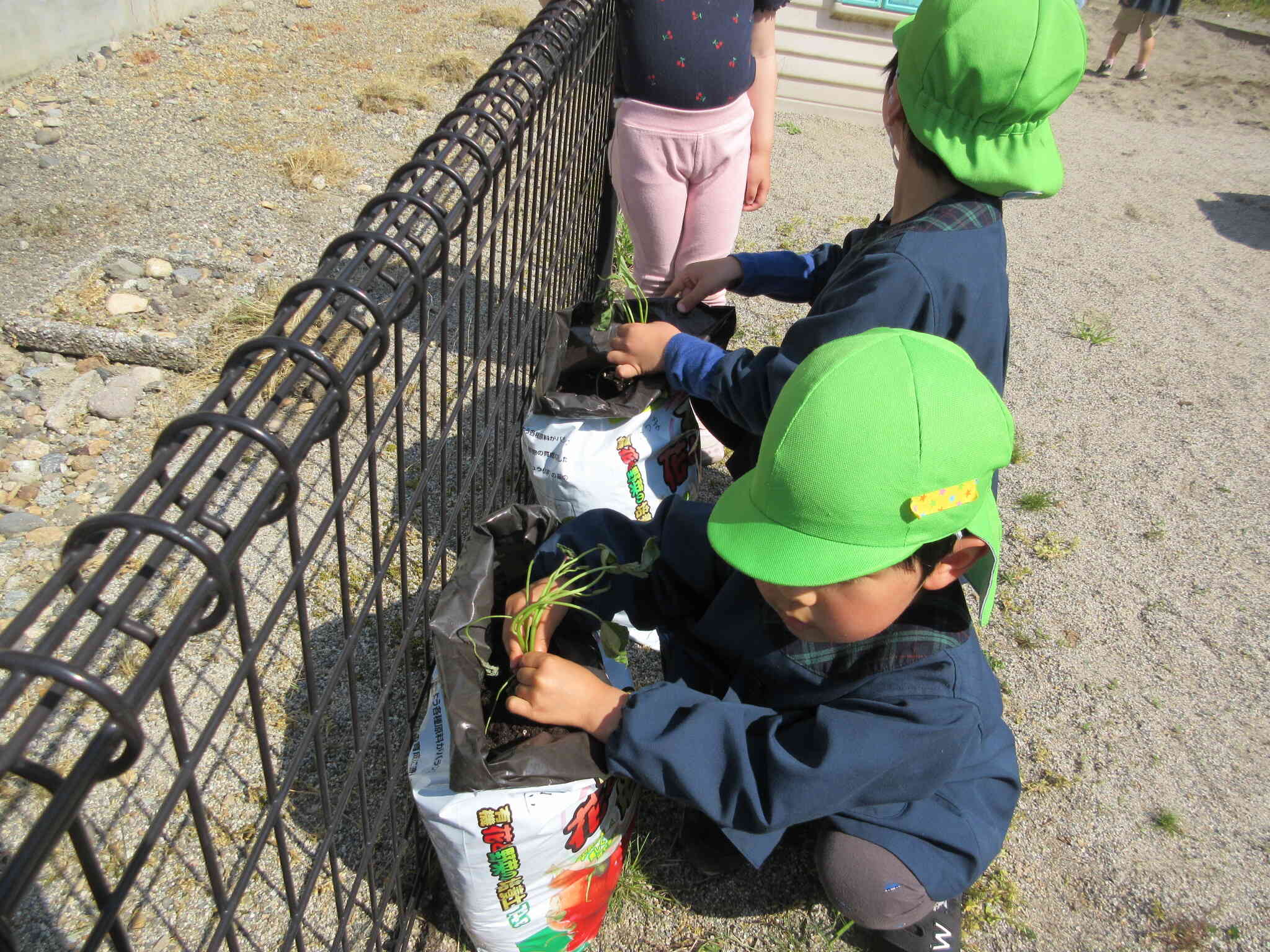 苗を植えてみるよ。これで大丈夫かな？