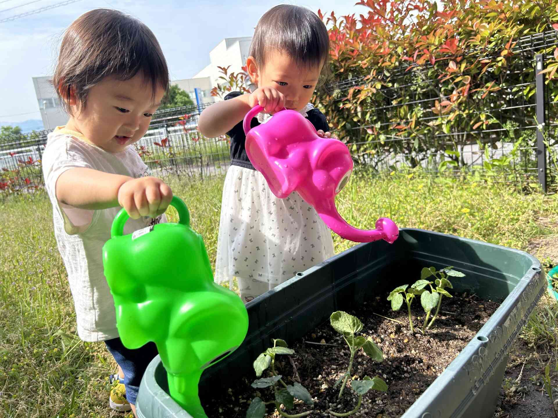 野菜の水やりもしてるよ♪