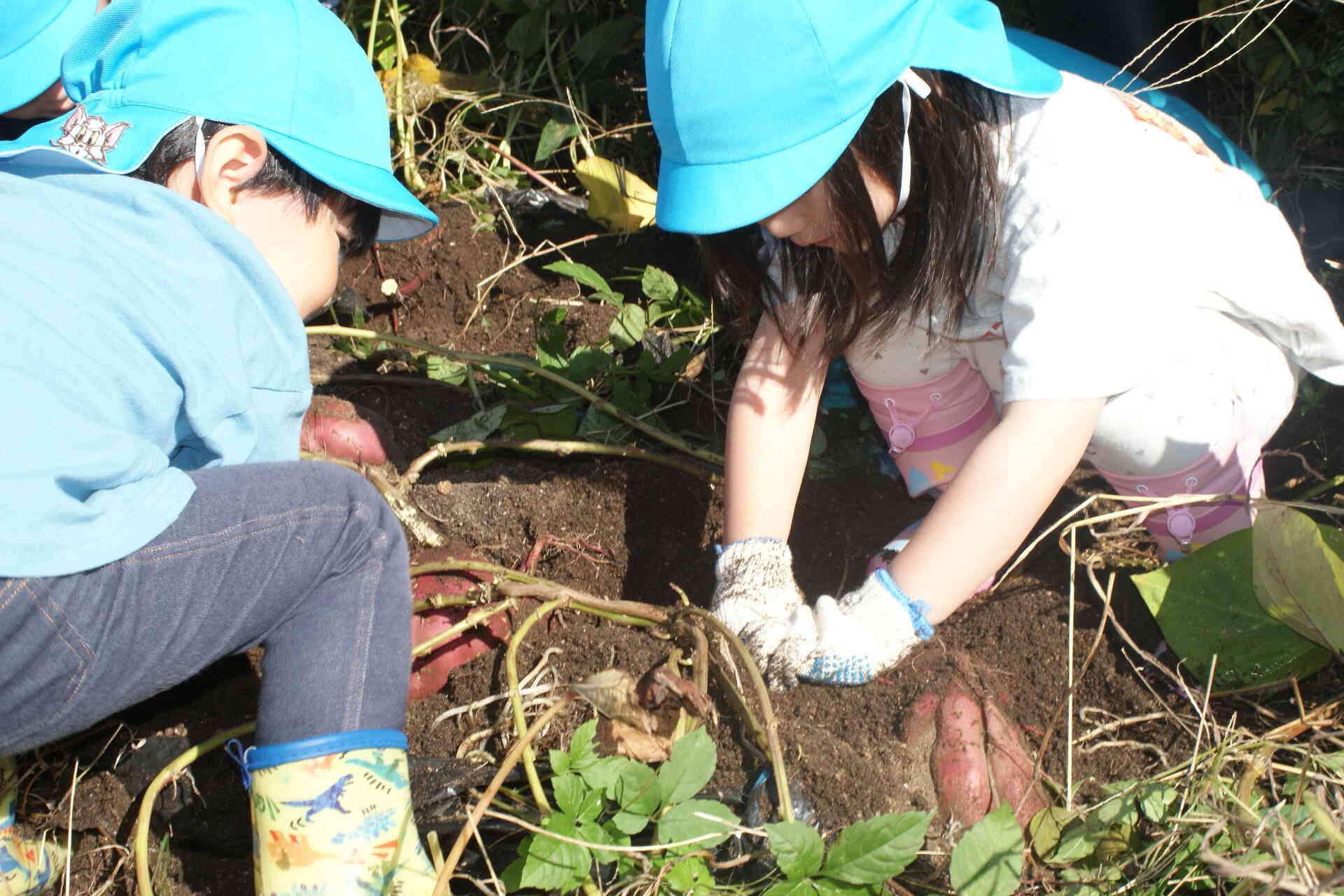 ３歳児さんは保育所の畑のいもを掘りました