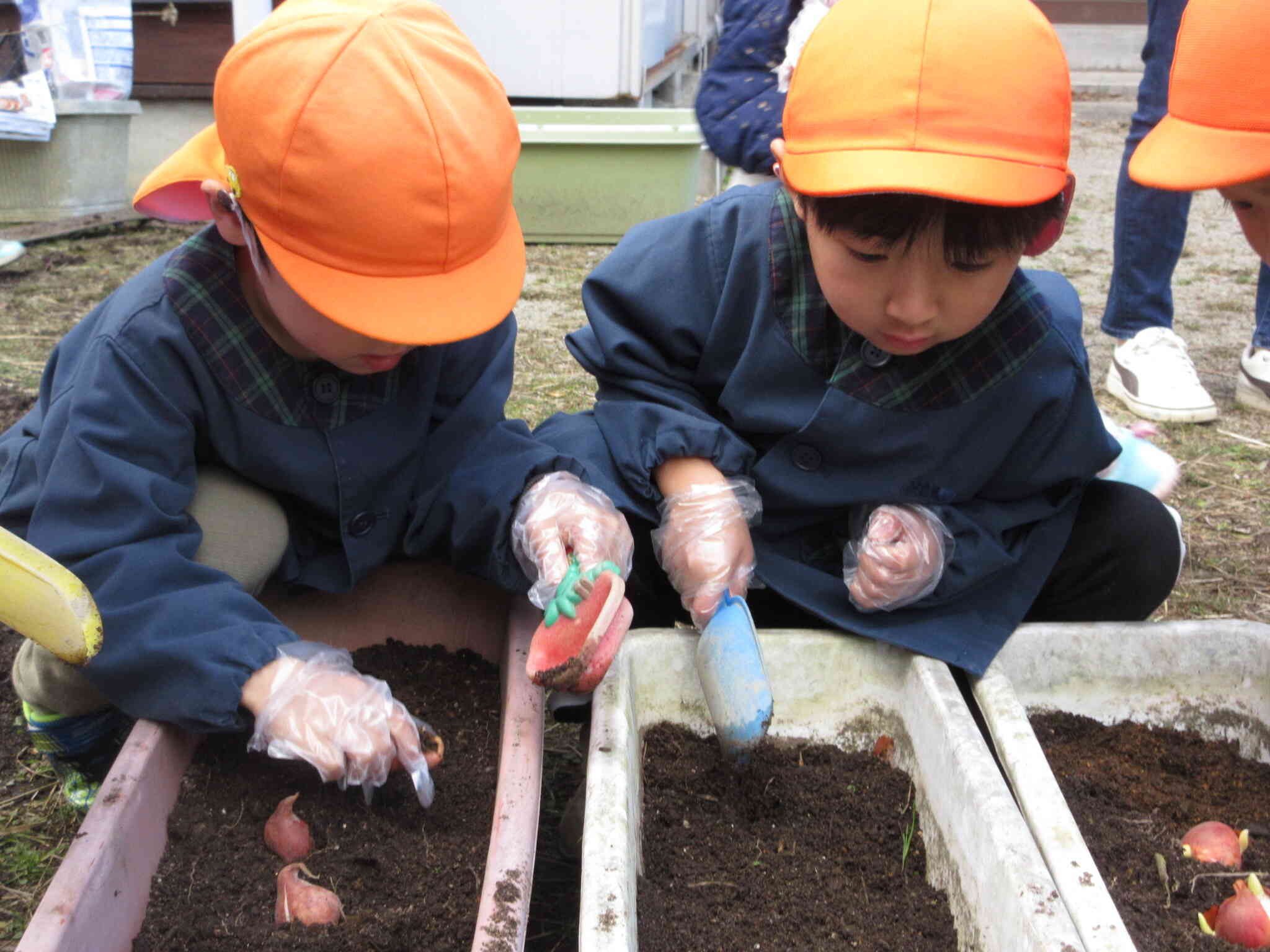 チューリップの球根を植えました