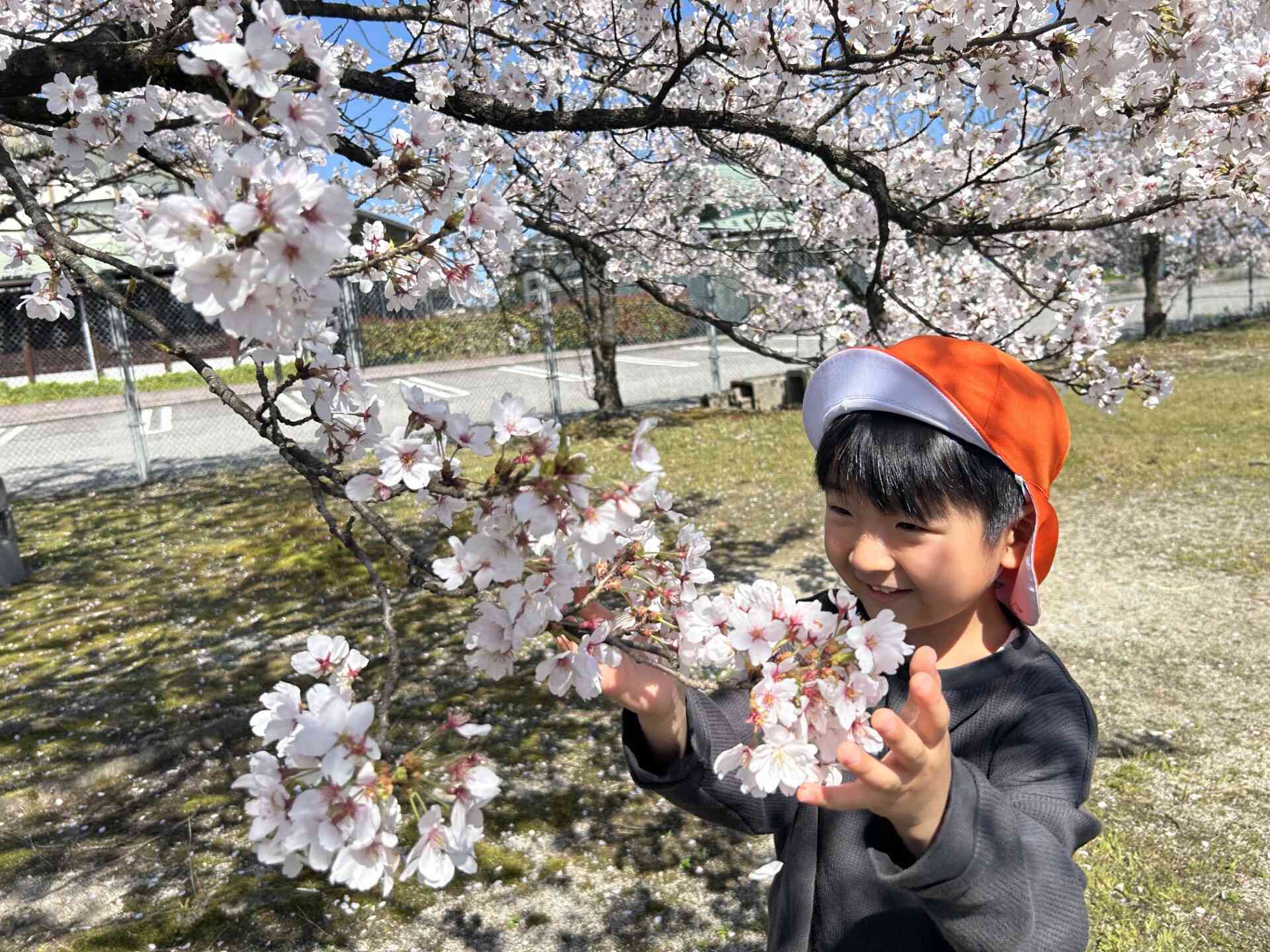 桜を観察してみよう