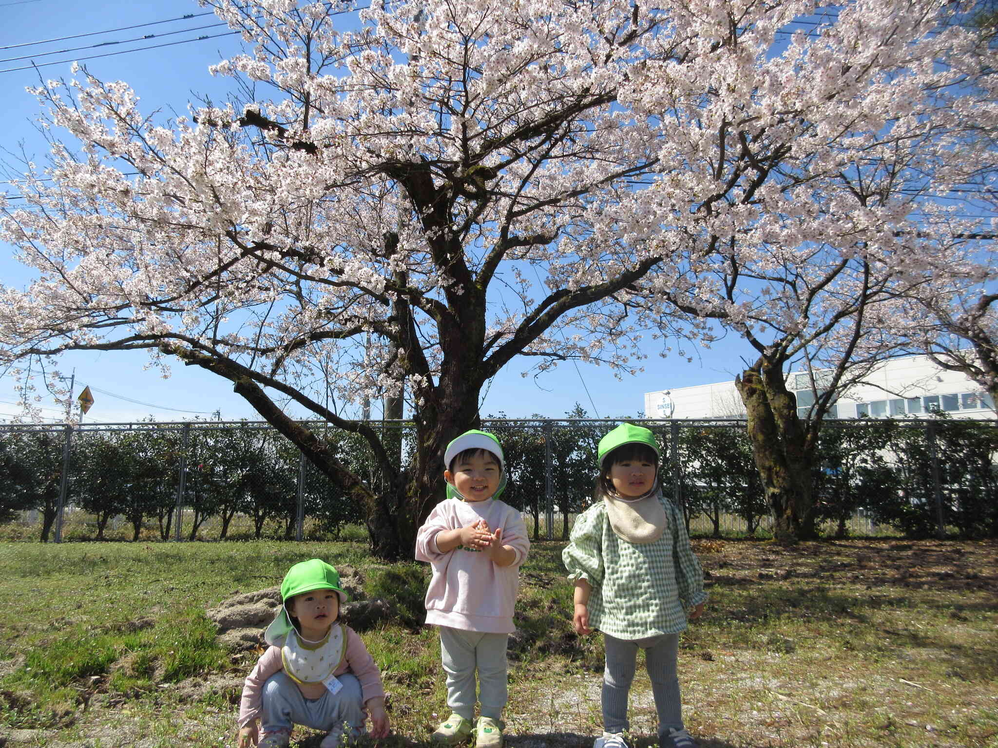 満開の桜とハイチーズ！